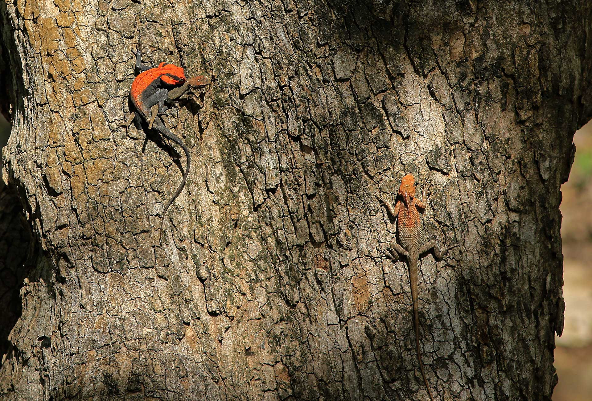v Jeet Agrawal i a | Nature Infocus