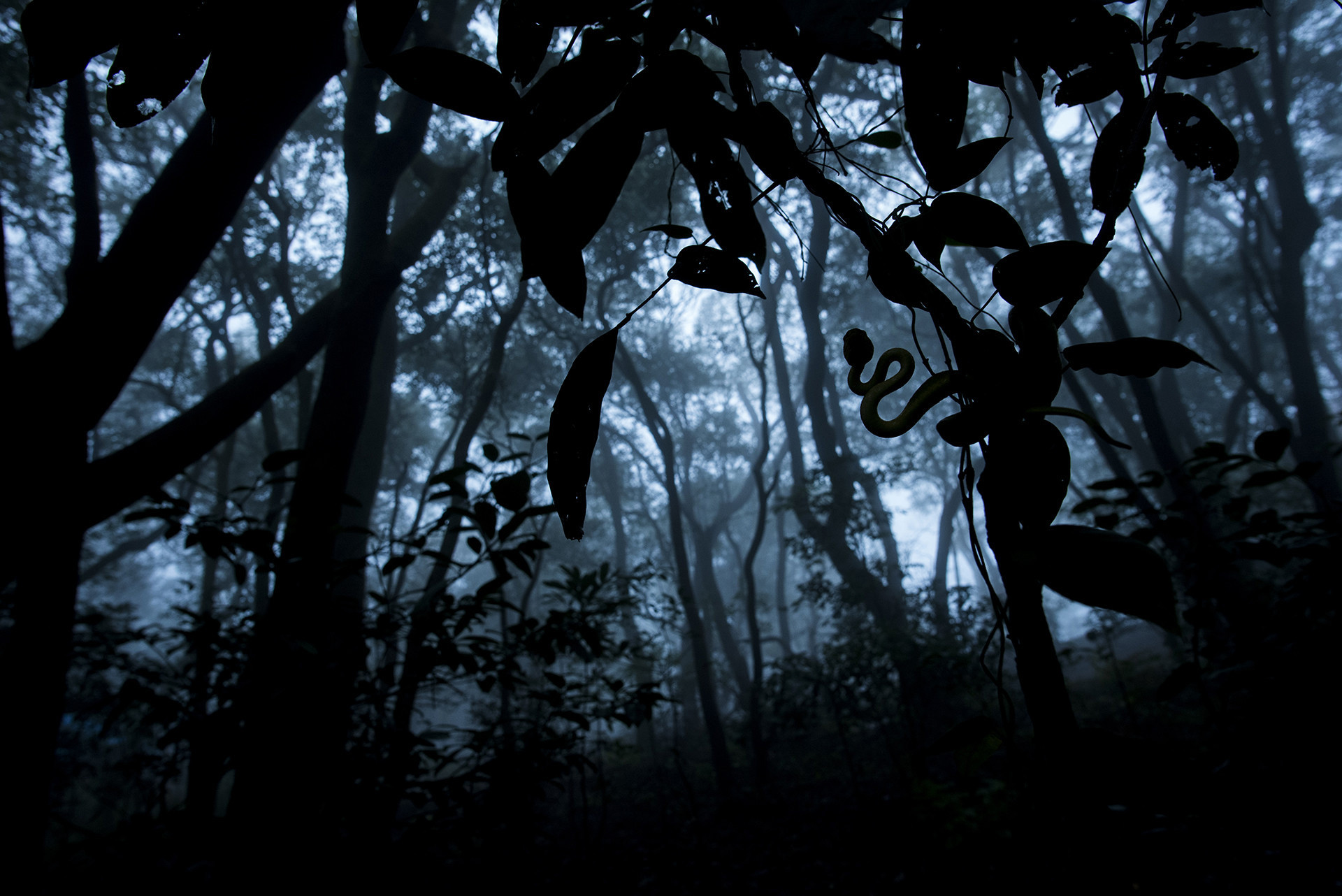 v Pratik Pradhan dsc | Nature Infocus