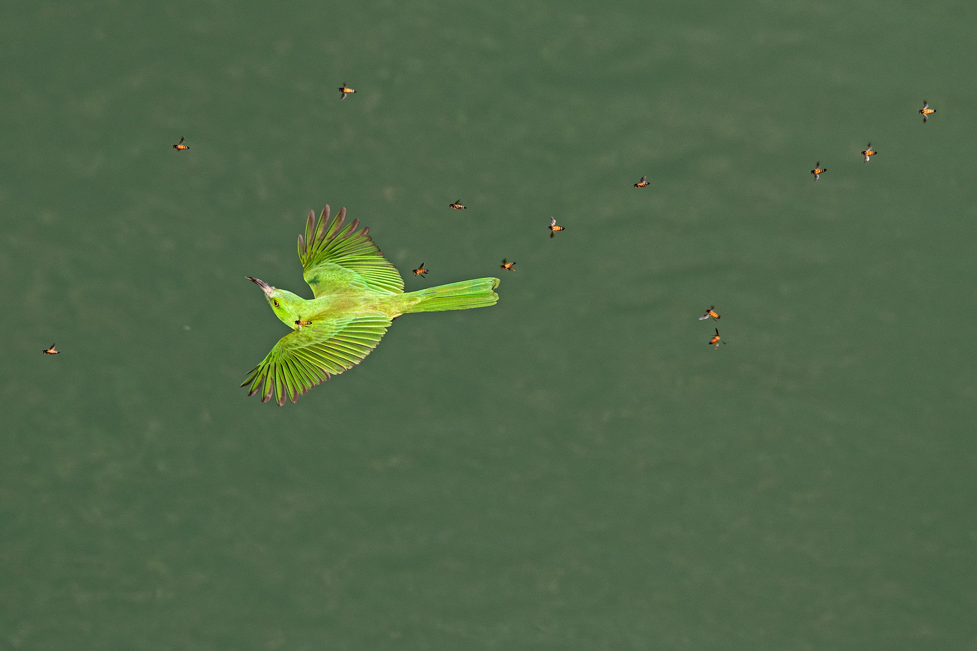 v Shantanu Ambulgekar chasing the bea eater cl a | Nature Infocus
