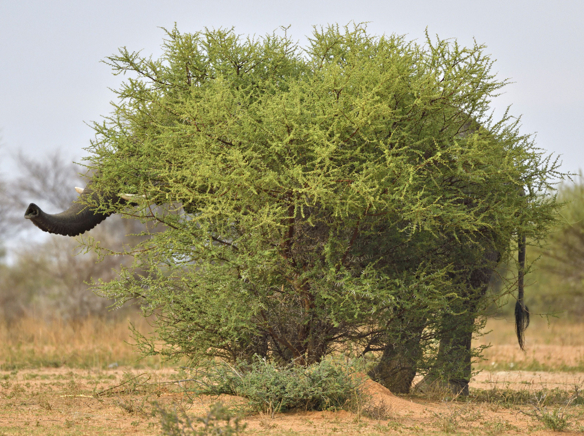 v Staffan Widstrand swd crop | Nature Infocus