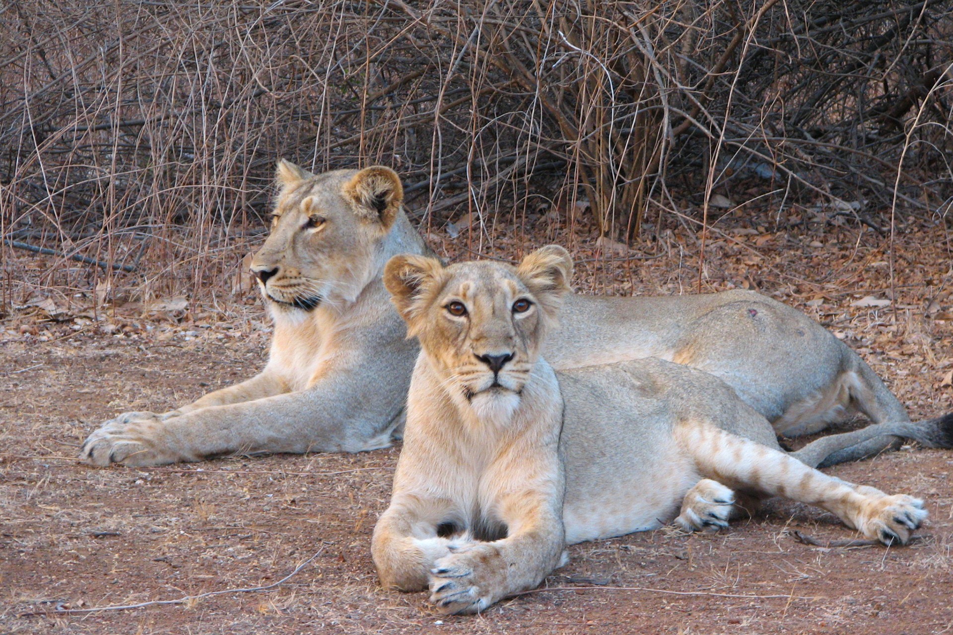 V meena - Who Is King? | Nature inFocus