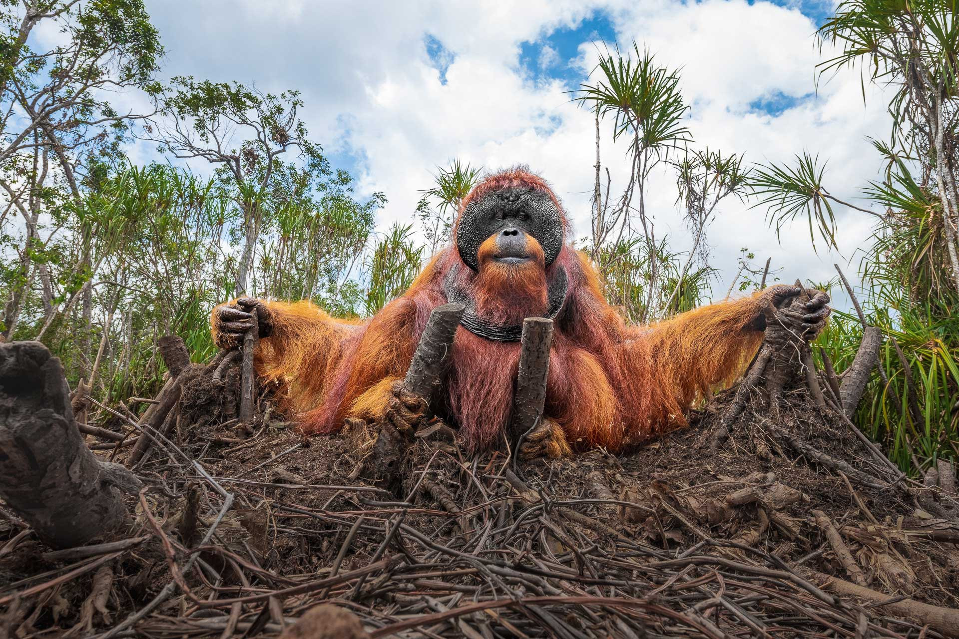 v Thomas Vijayan the man of the jungle | Nature Infocus