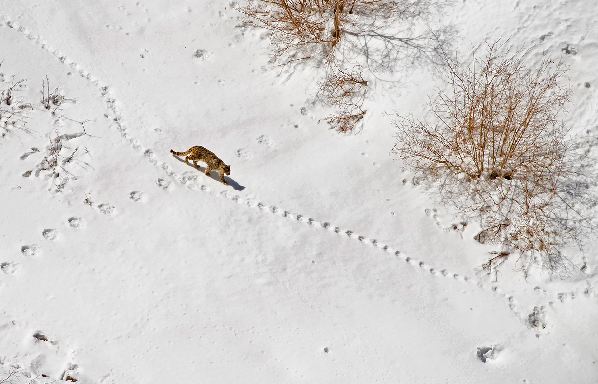 Aerial view of a lone Snow Leopard