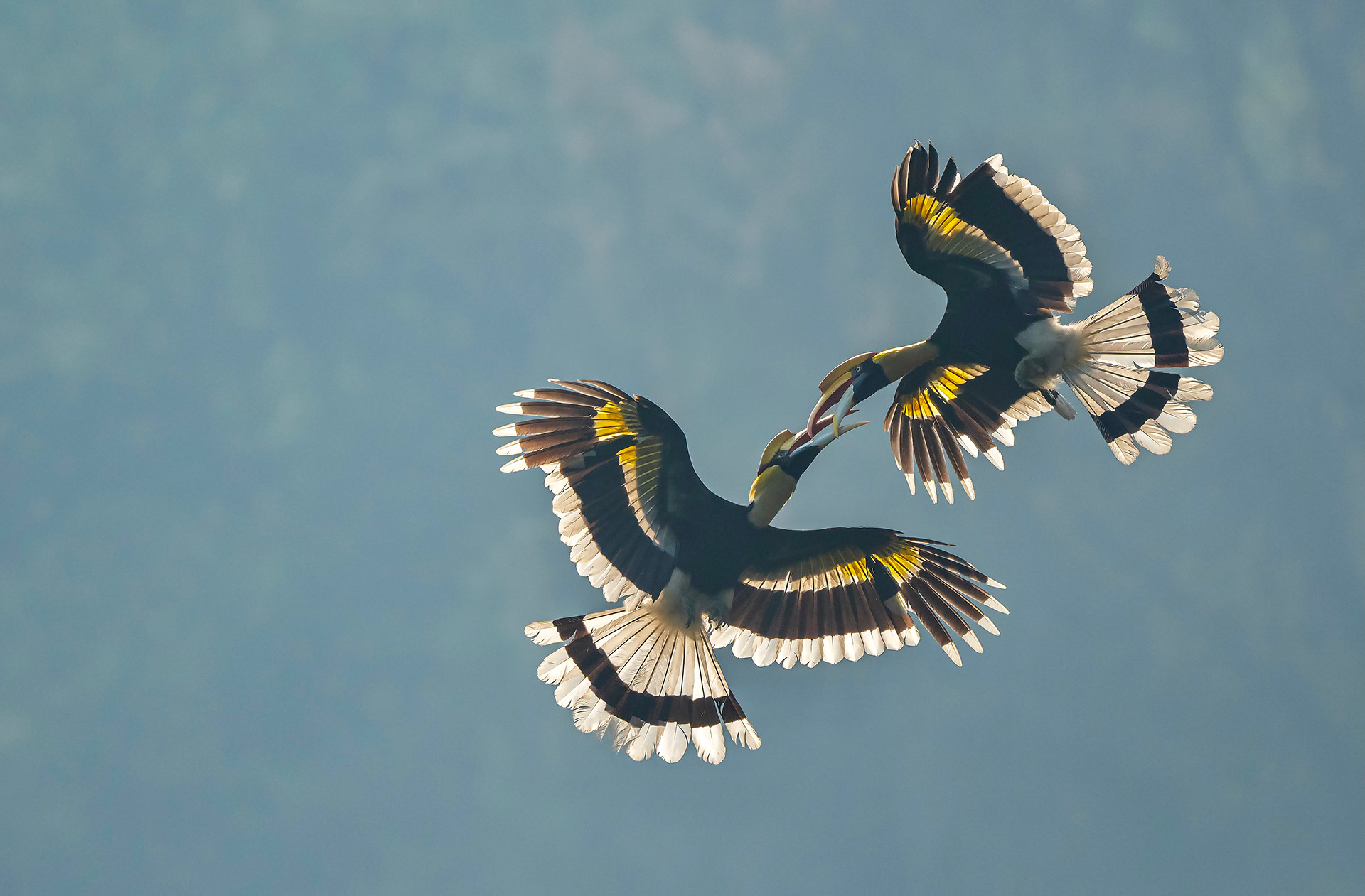 Great Indian Hornbills casque butting in Valparai Western Ghats Tamil Nadu