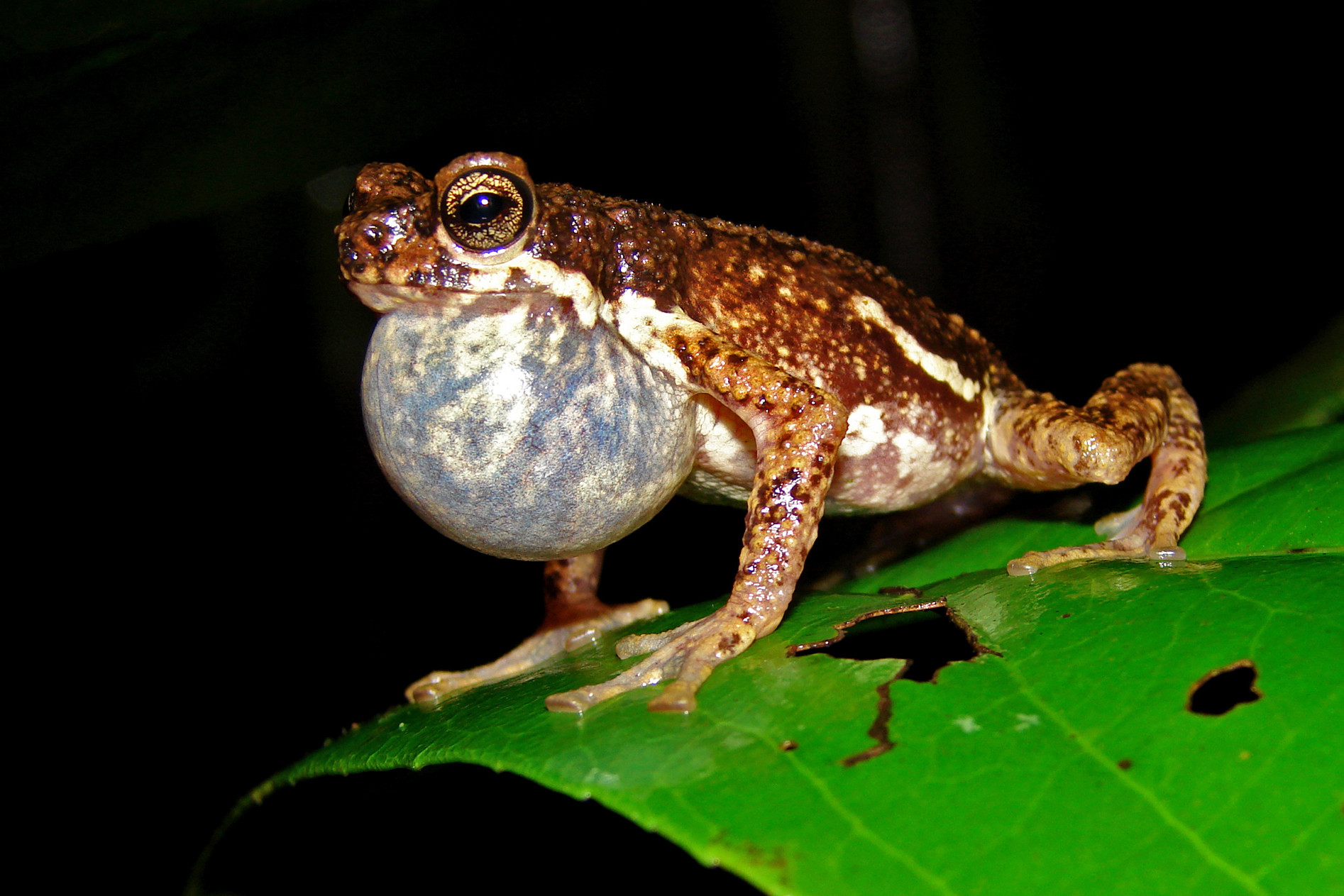 Malabar Tree Toad (Pedostibes tuberculosus) | Nature inFocus
