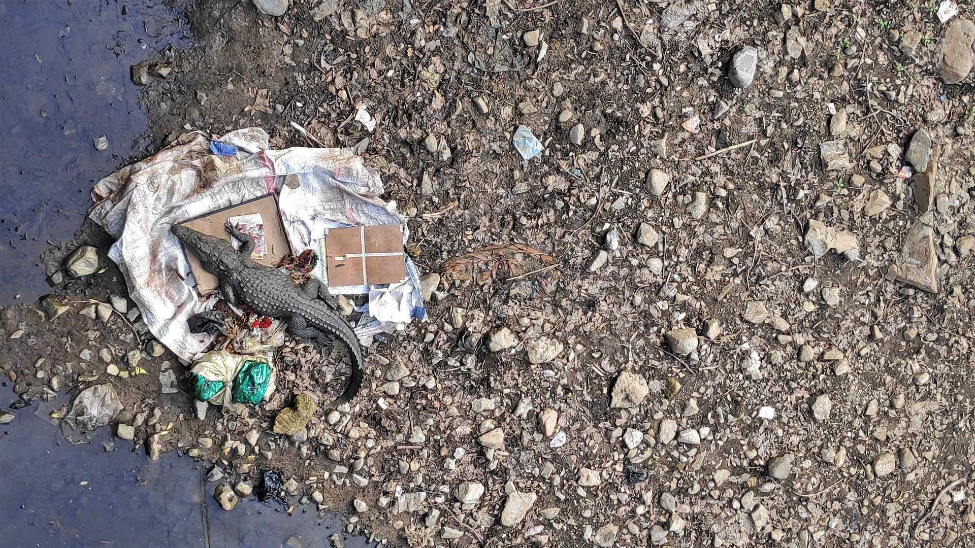 Mugger Crocodile near polluted water with plastic waste