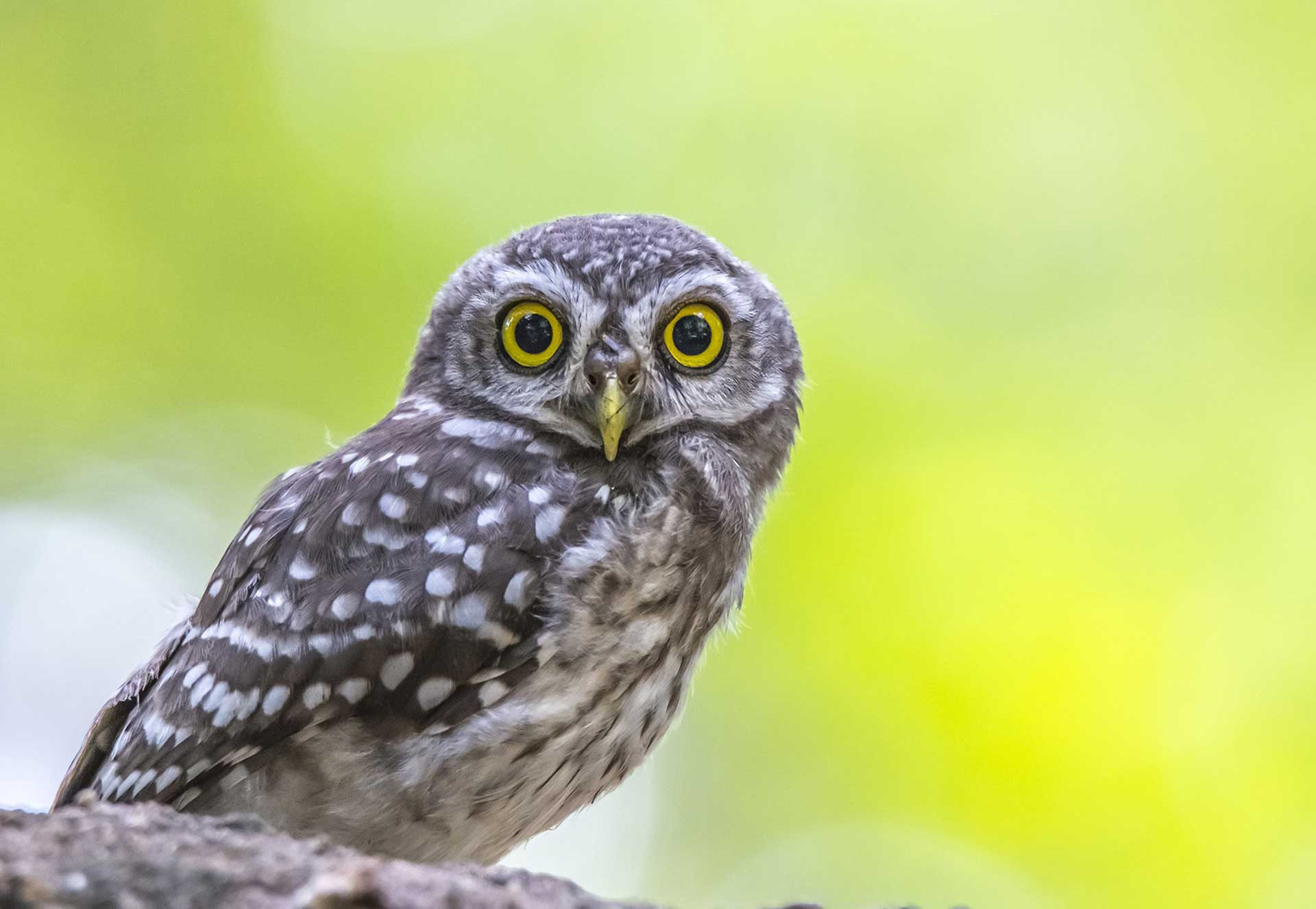v nik | Nature Infocus