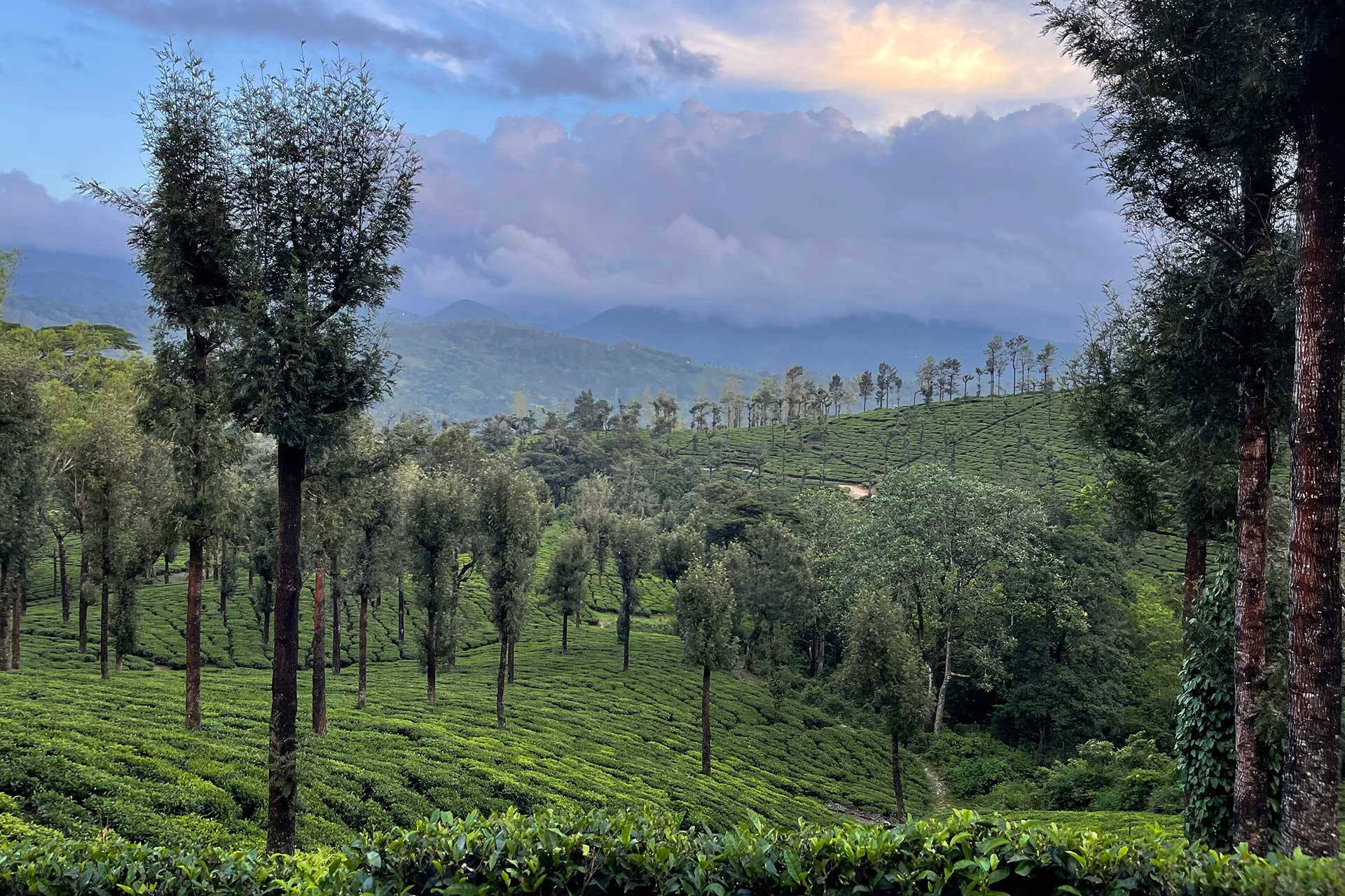 Tea plantations and forest patches in Valparai