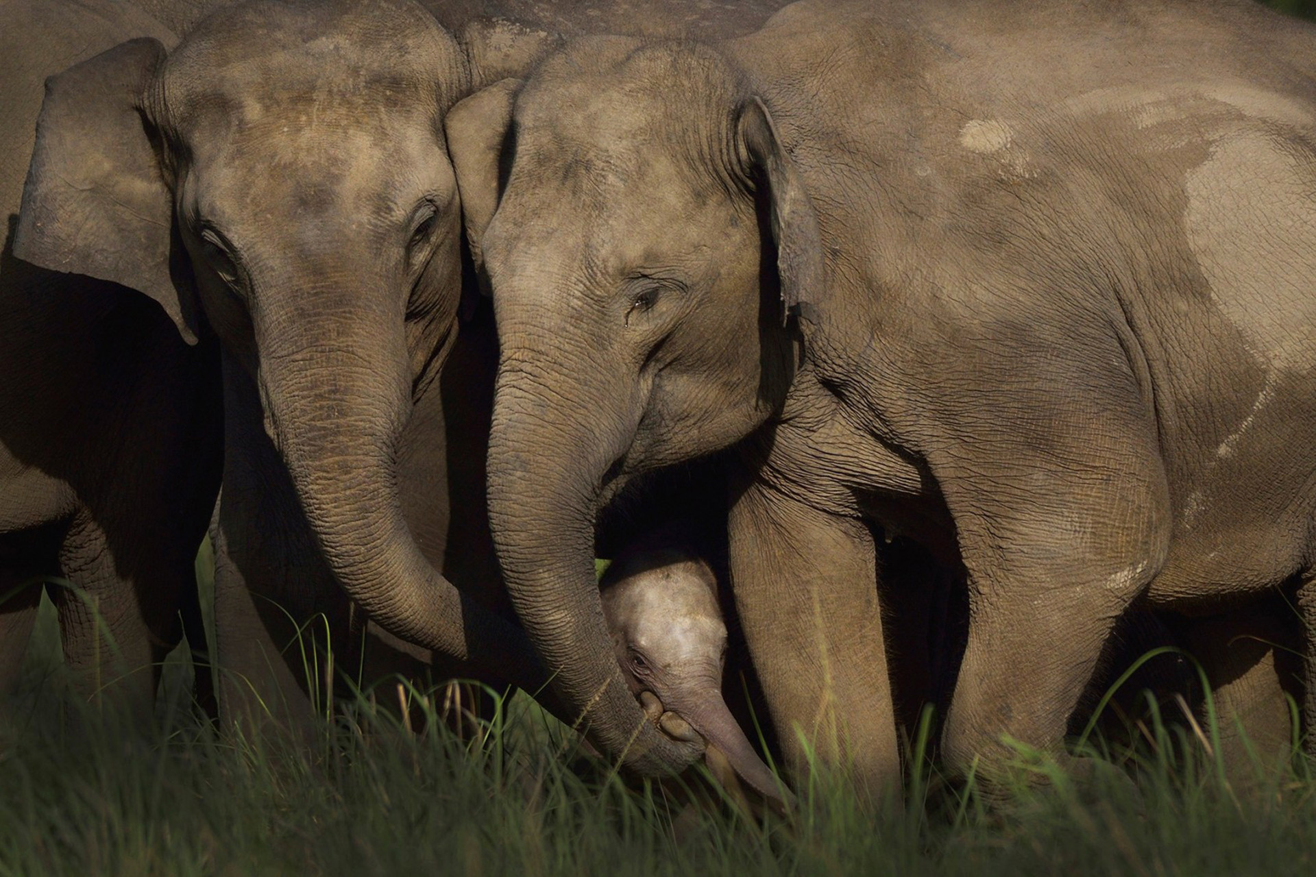 Adult elephants protecting a calf in Jim Corbett National Park