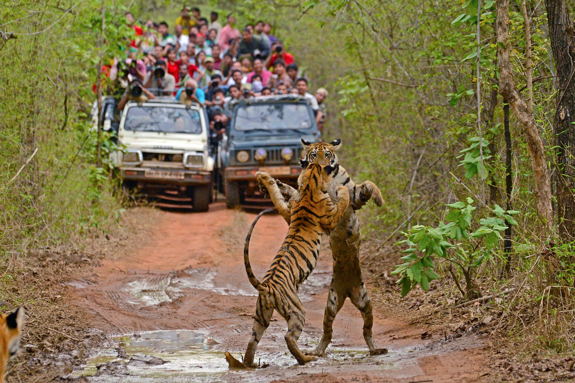 Tigers play fighting in Tadoba Tiger Reserve