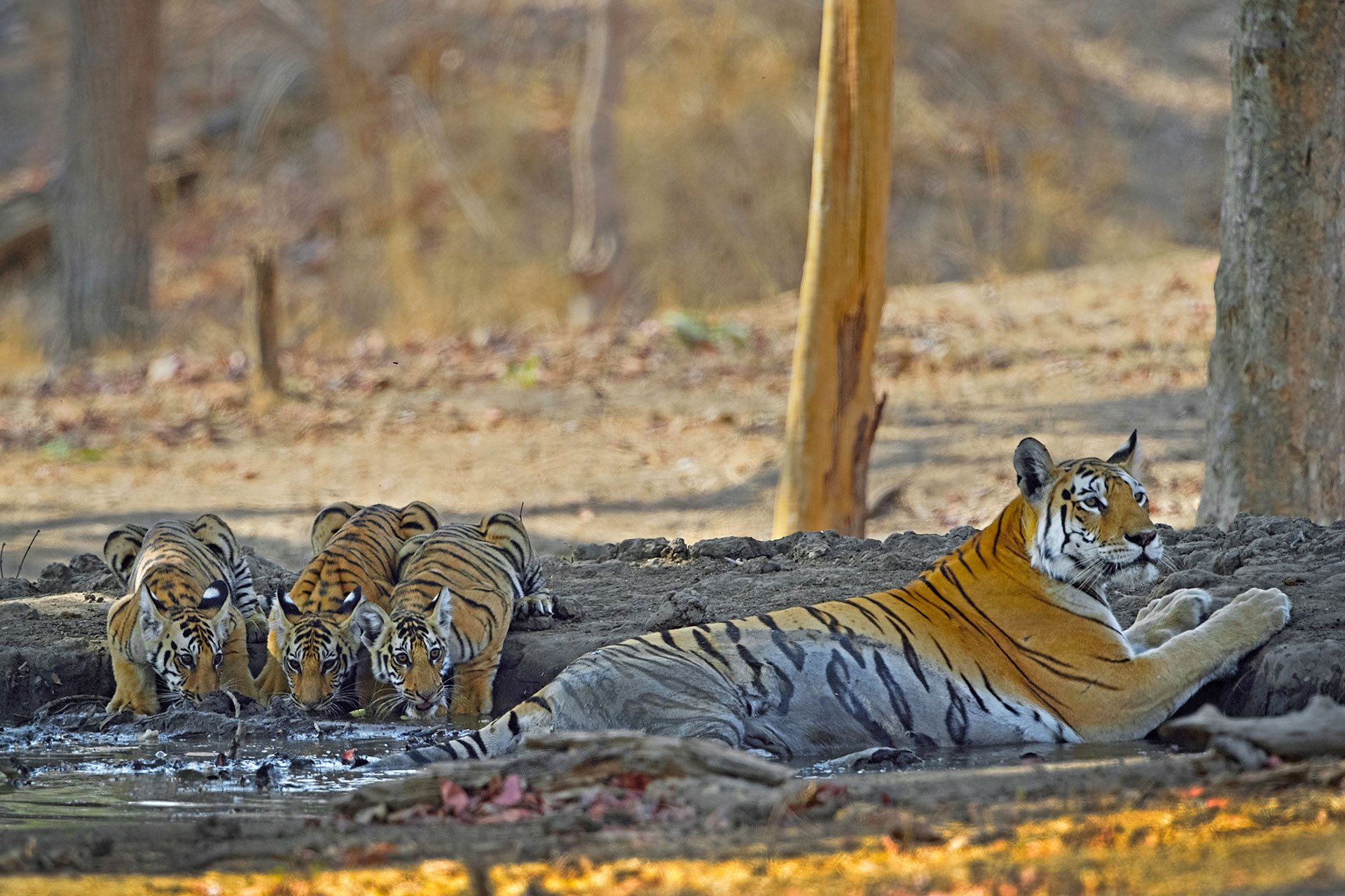 T-15 aka Collarwali from Pench Tiger Reserve