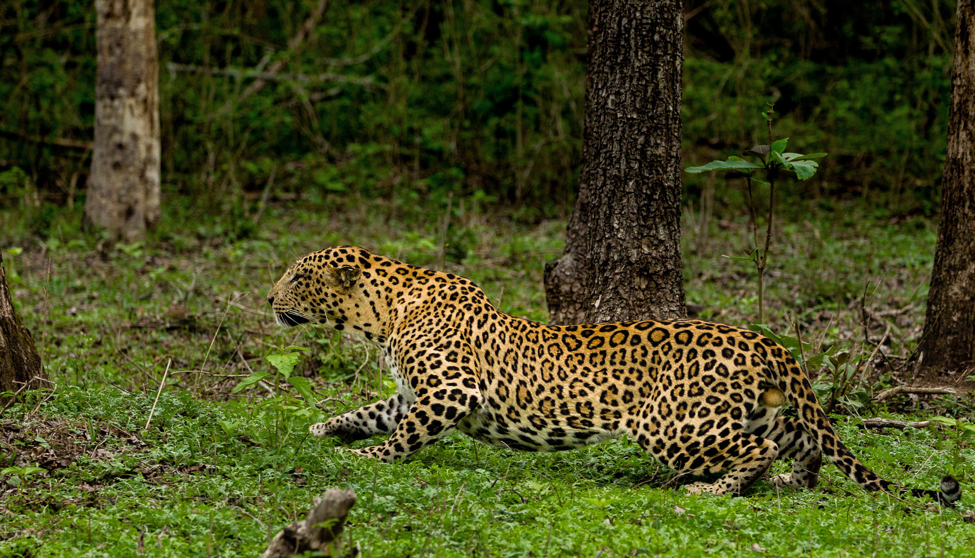 Vasishta jayanti - 10 Things You Need To Know About Indian Leopards | Nature inFocus