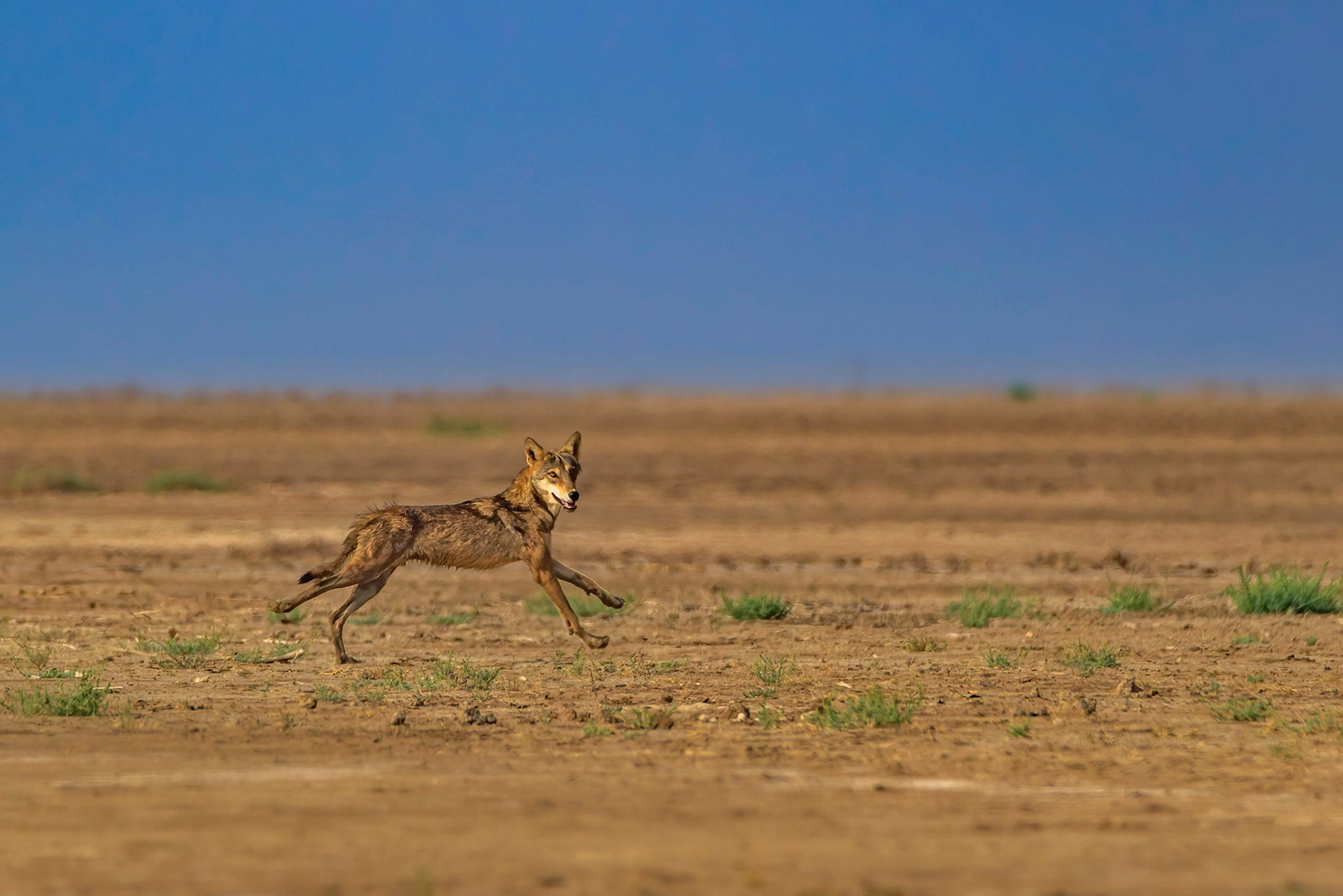 Indian Wolf in Little Rann of Kutch