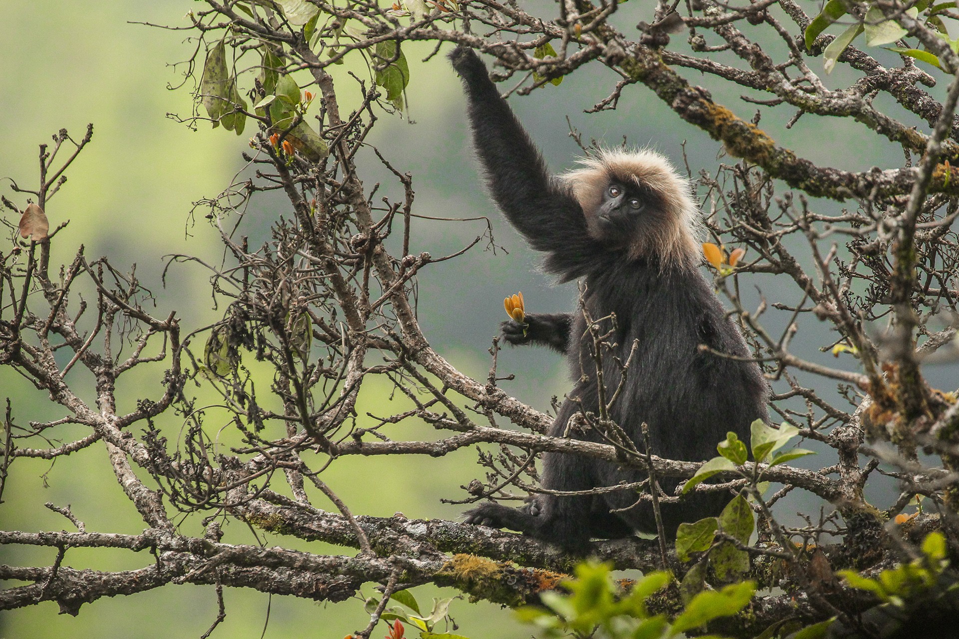 Vedansh pandey - In Danger | Nature inFocus