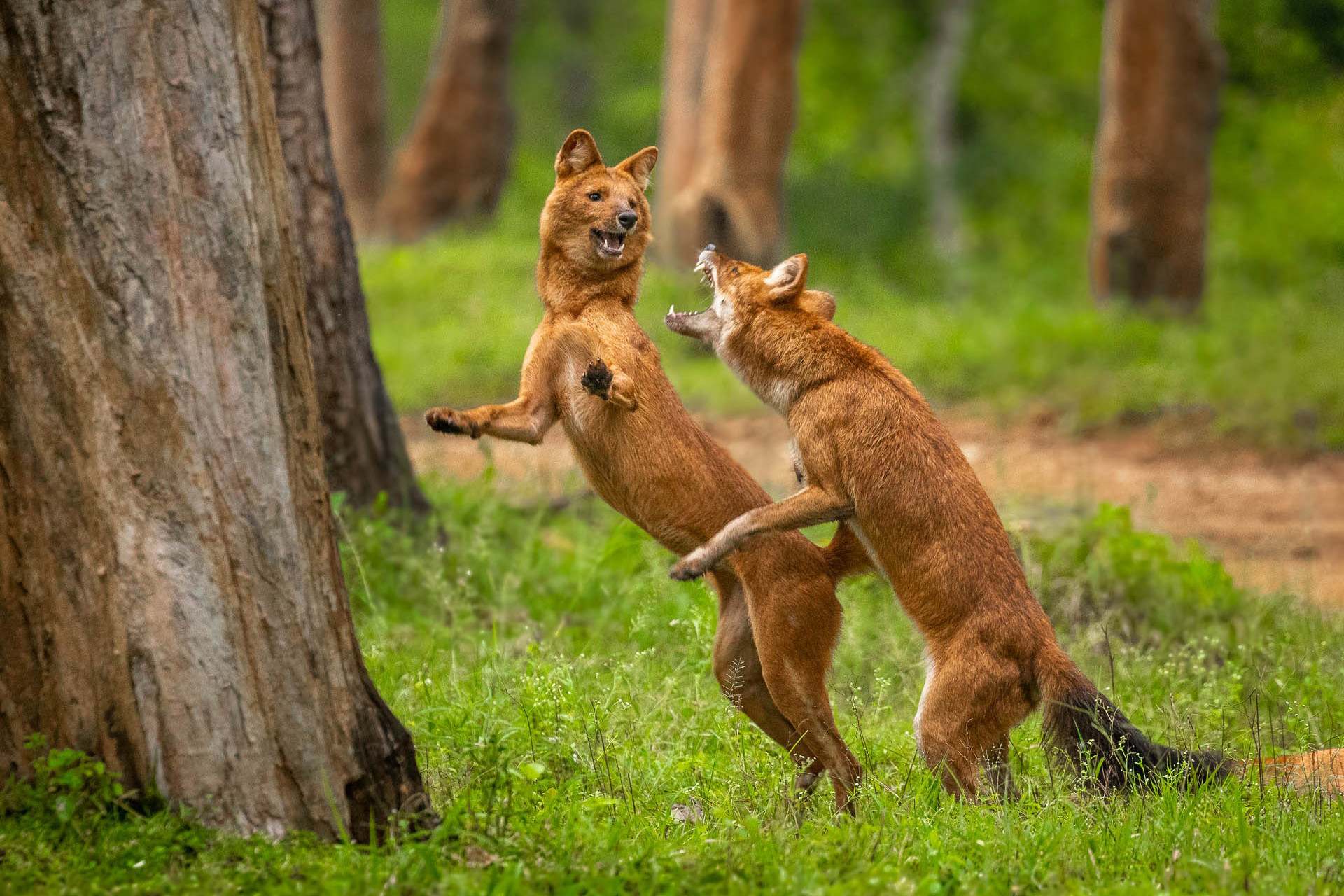 Dholes fighting