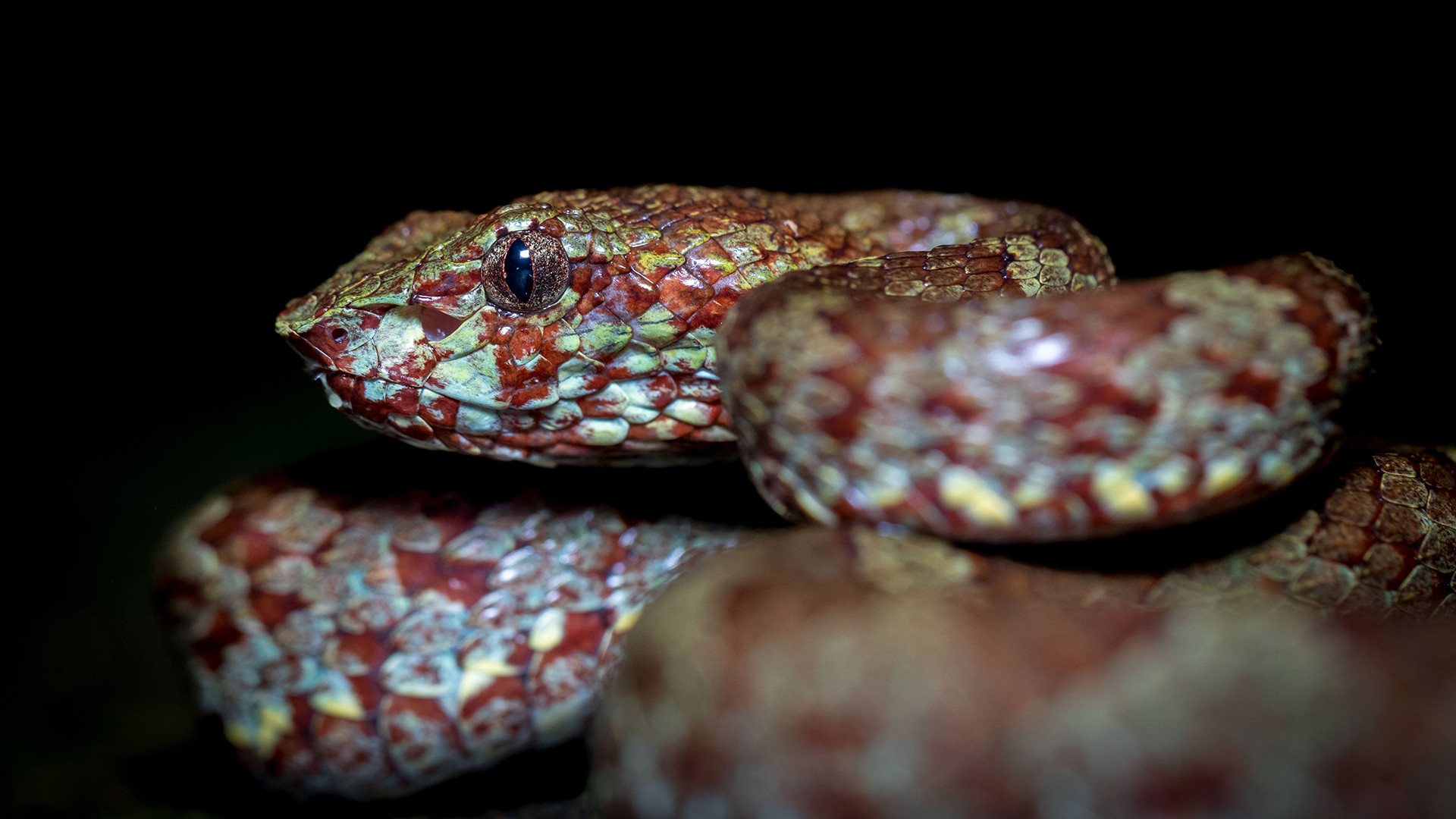Malabar Pit Viper