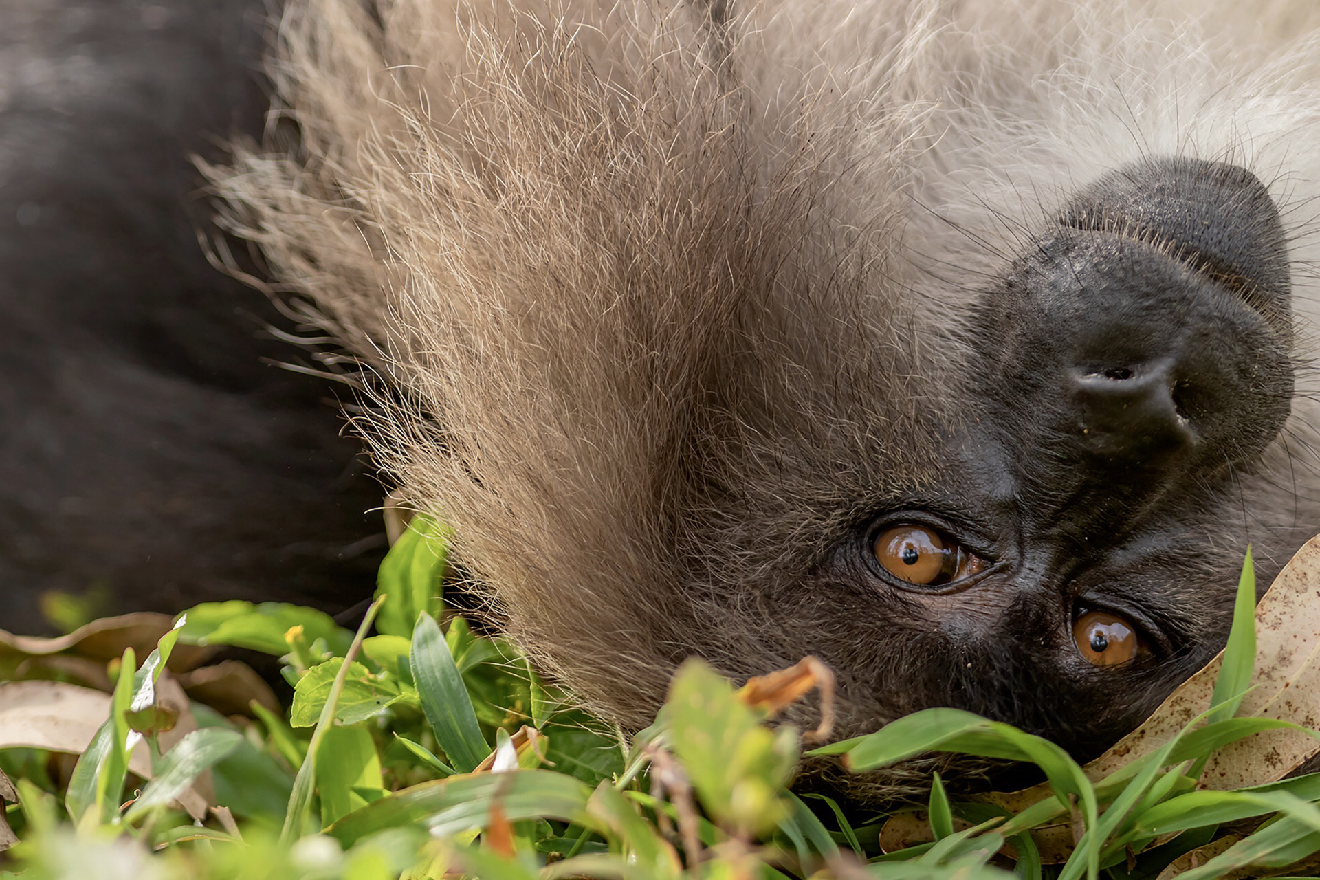 A lion tailed macaque in Valparai, Tamil Nadu