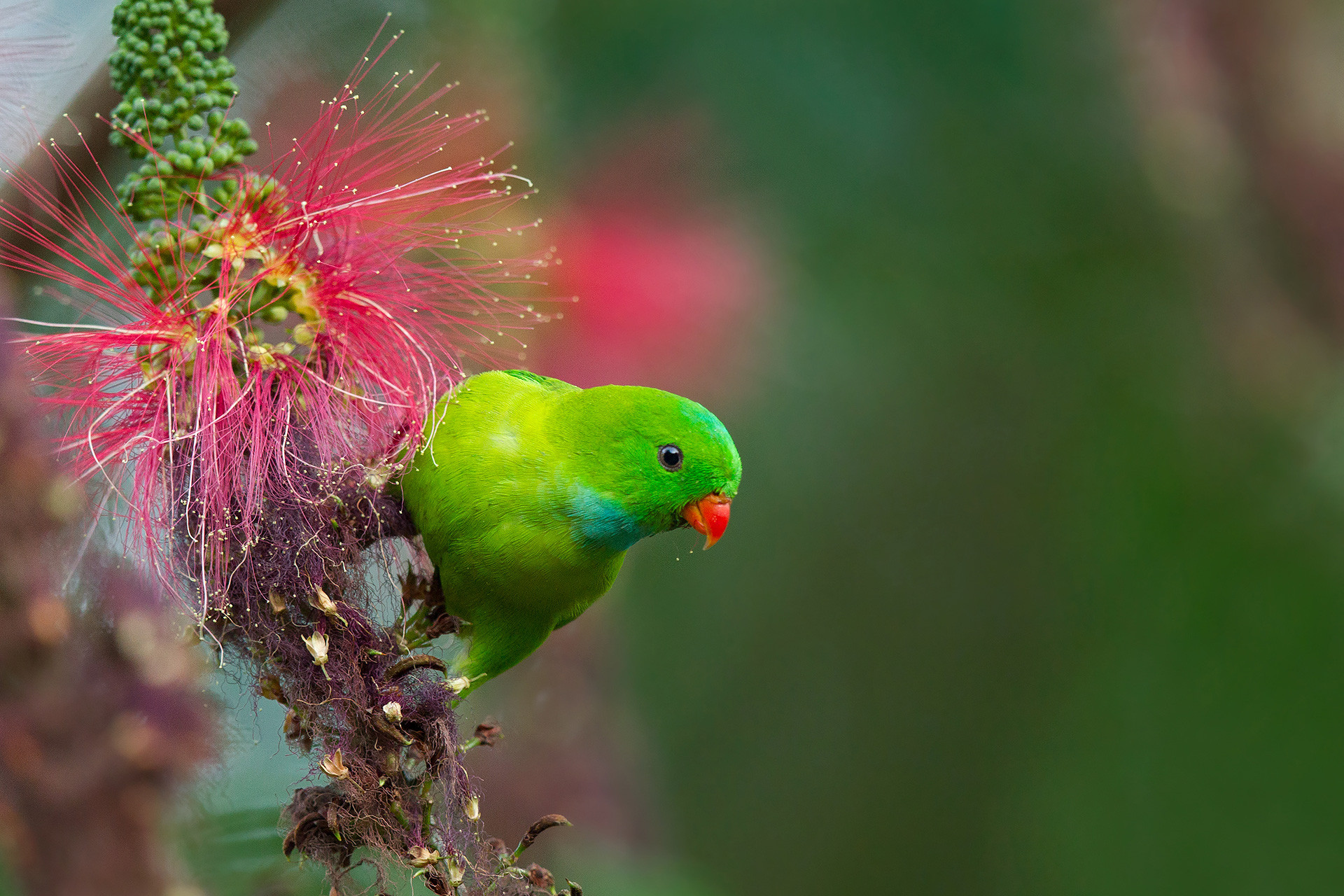 Vernal Hanging-parrot or Indian Lorikeet in Coorg Western Ghats
