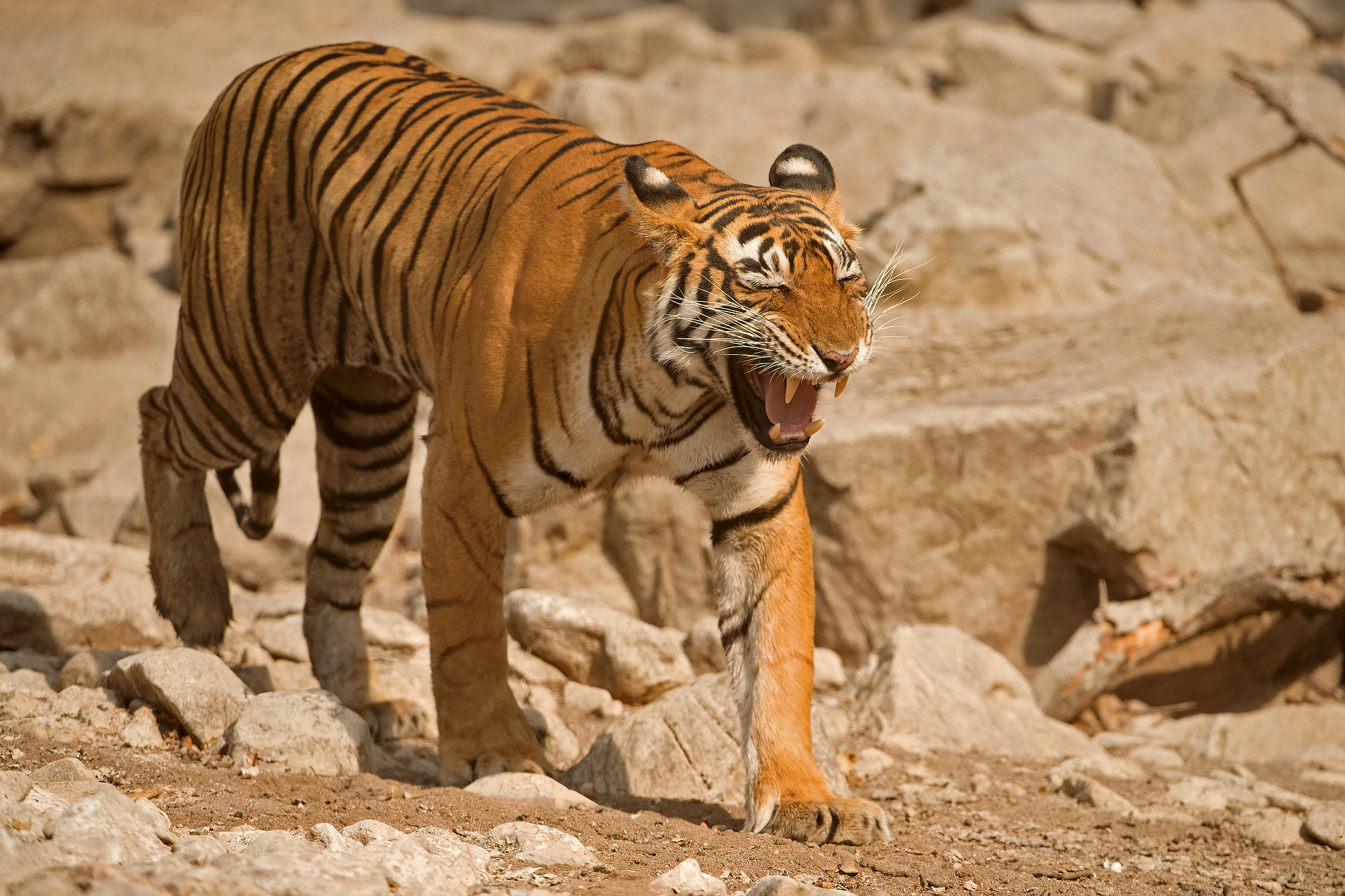 Victory - When Tigers Wage Water Wars | Nature inFocus