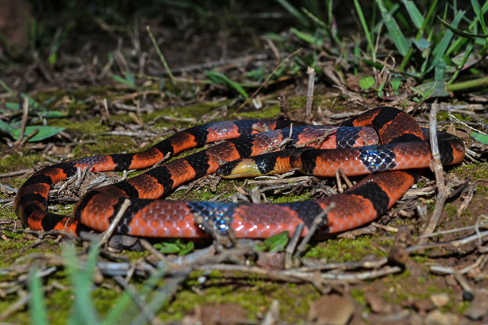 Bibron’s Coral Snake Calliophis bibroni