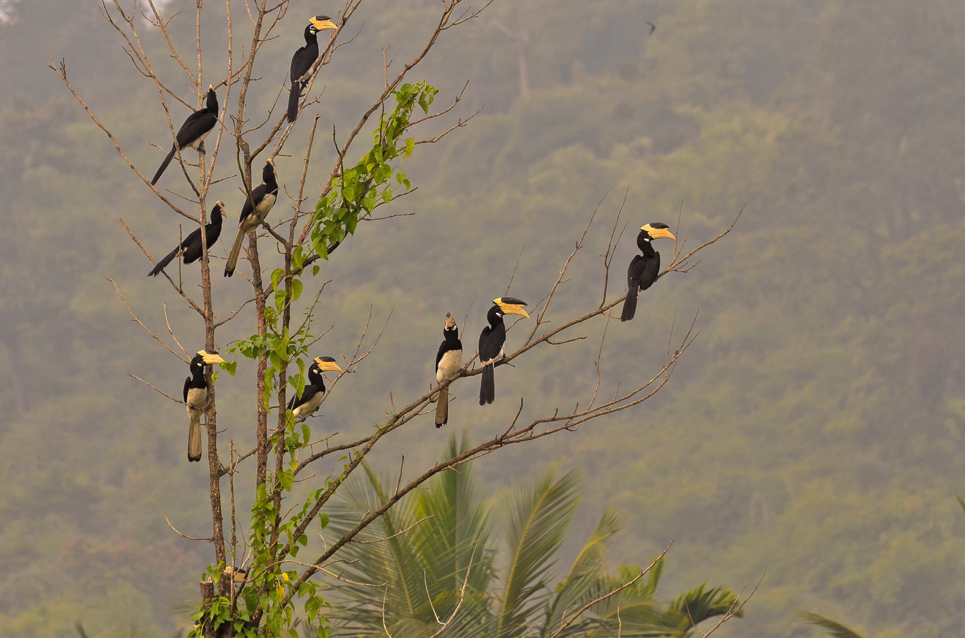 Malabar Pied Hornbill flock in Bhadra Tiger Reserve in Western Ghats in Karnataka
