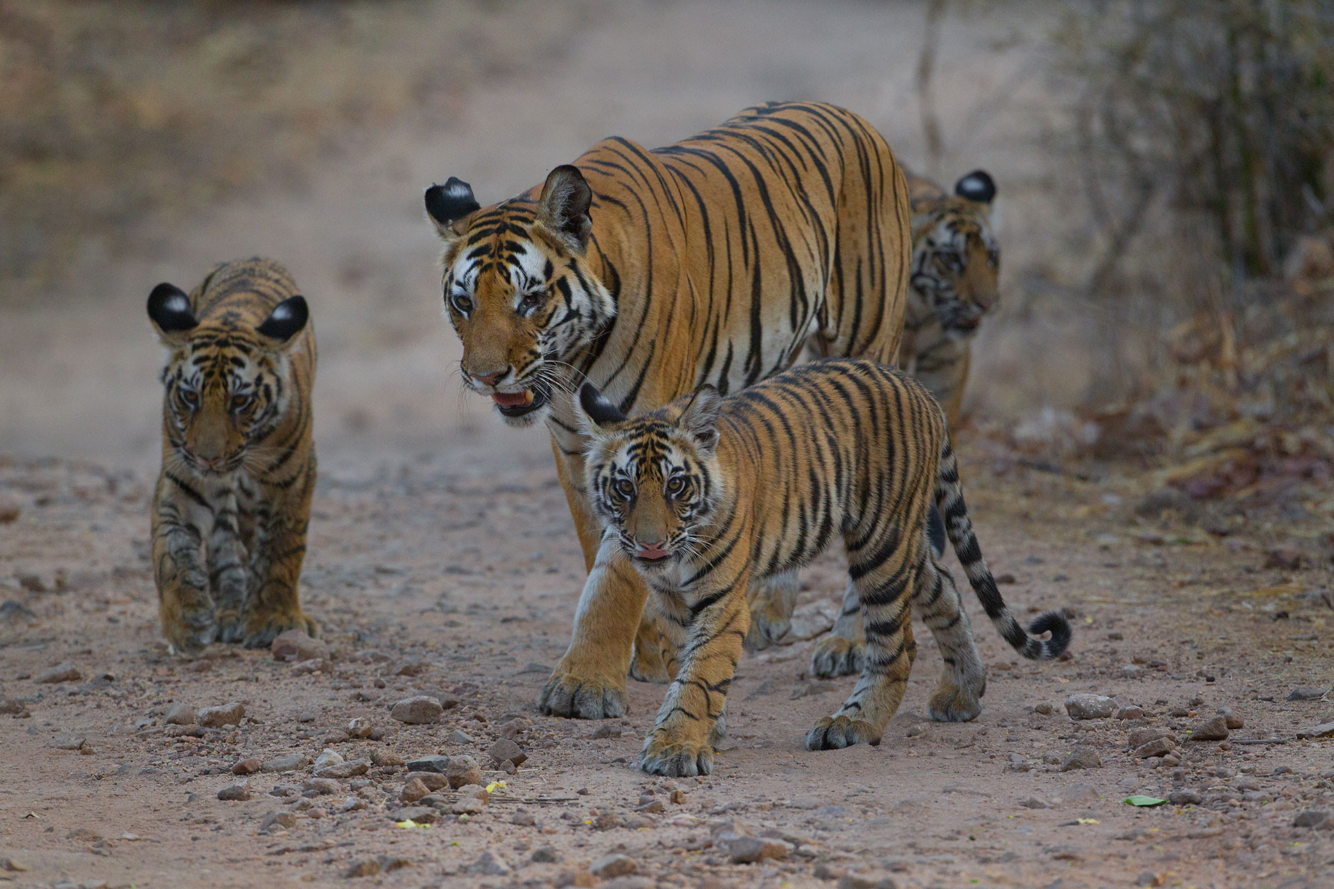 Vijaya AKA Kankati with her cubs in Bandhavgarh Tiger Reserve