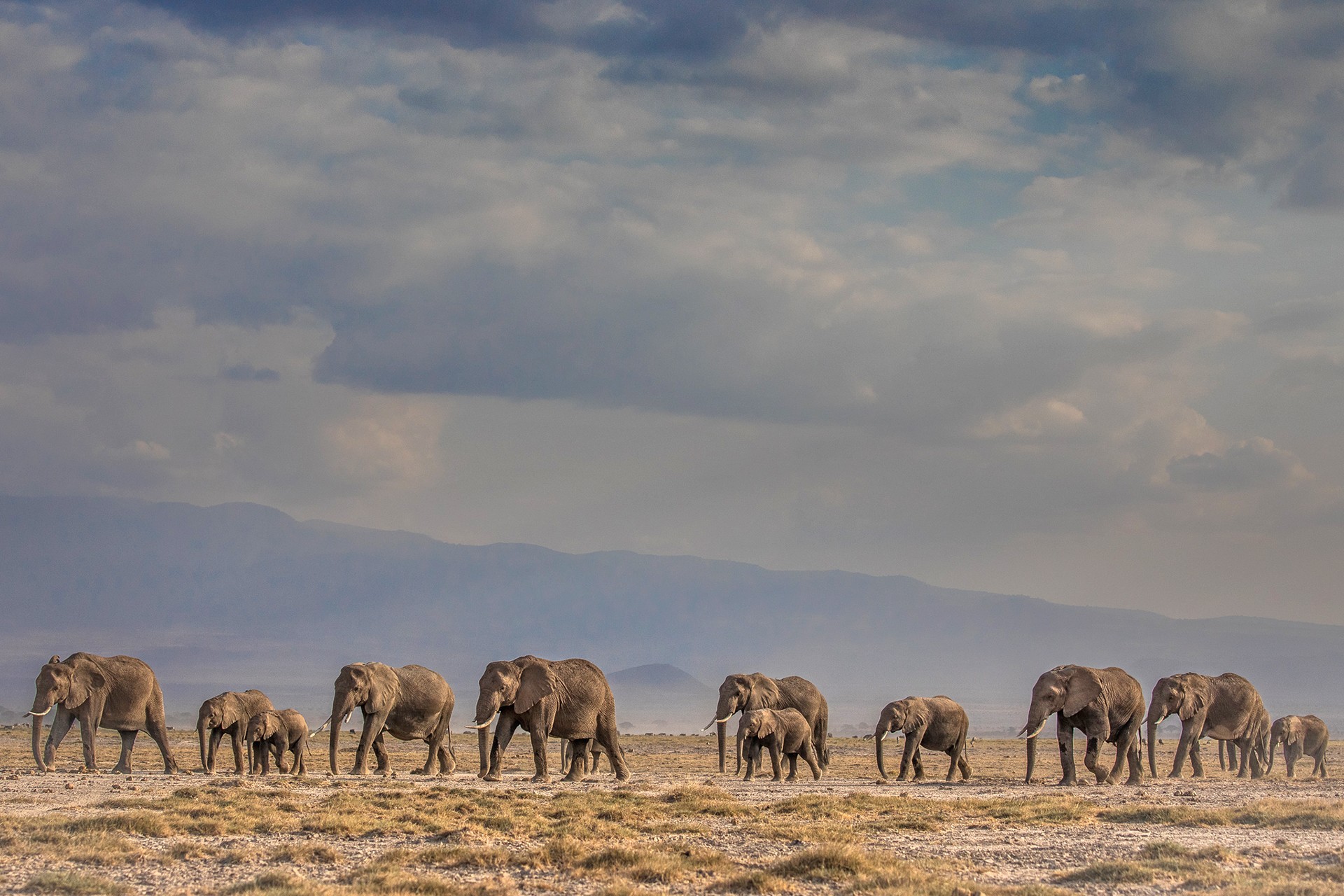 Vijayramharinathan - Animal Collective | Nature inFocus