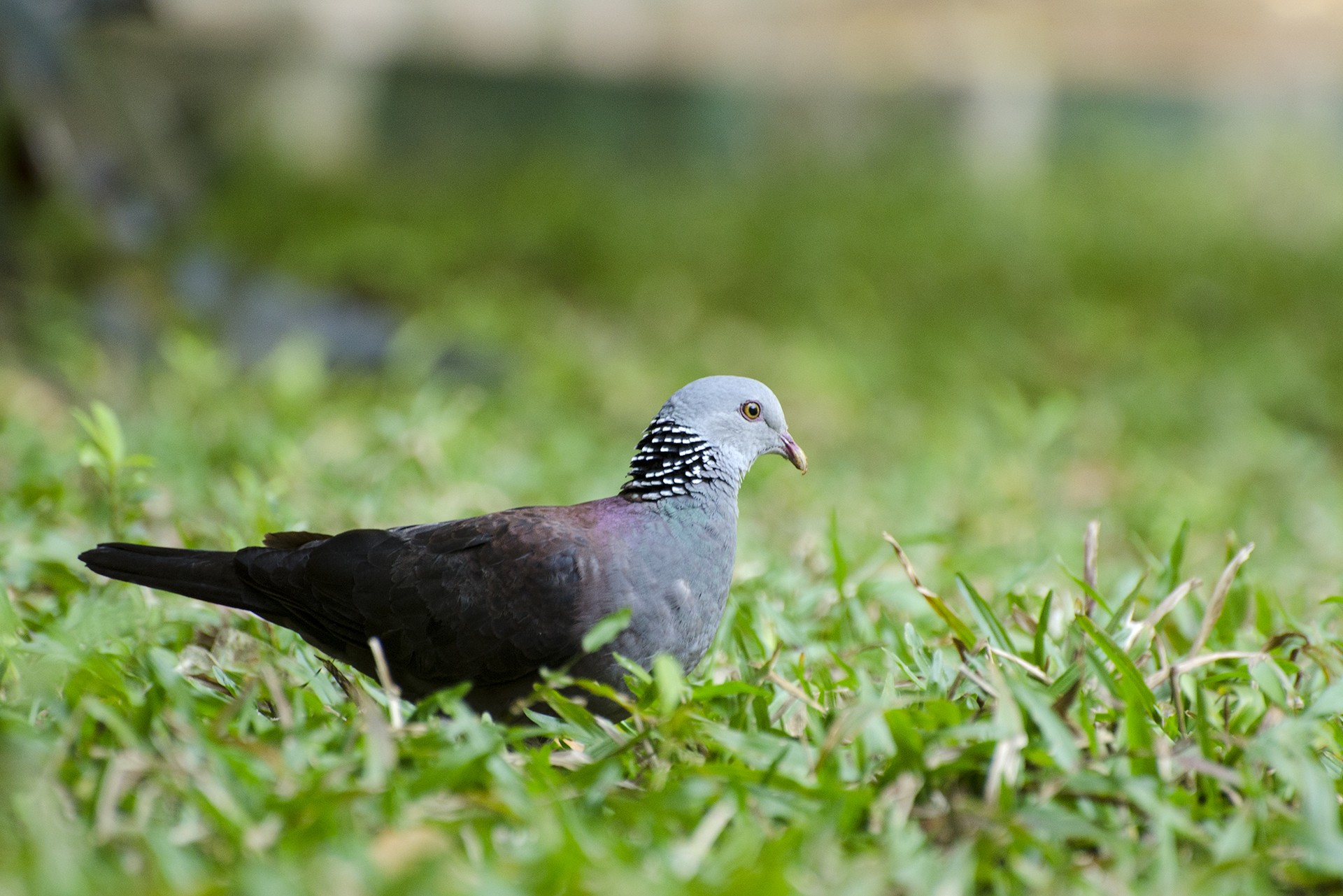 Nilgiri Wood Pigeon Columba elphinstonii