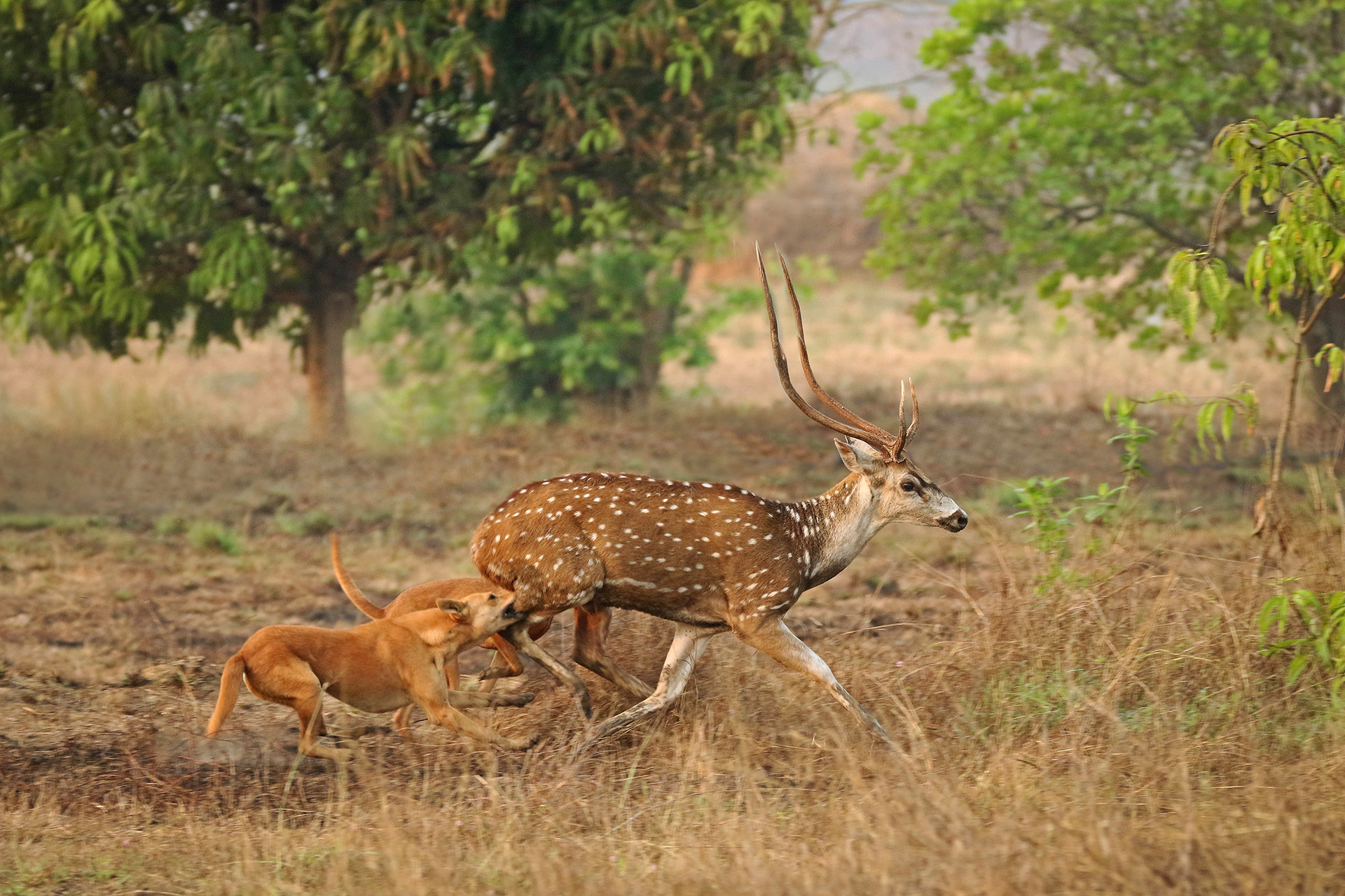 Feral dogs hunting a Spotted Deer in Dandeli, Karnataka
