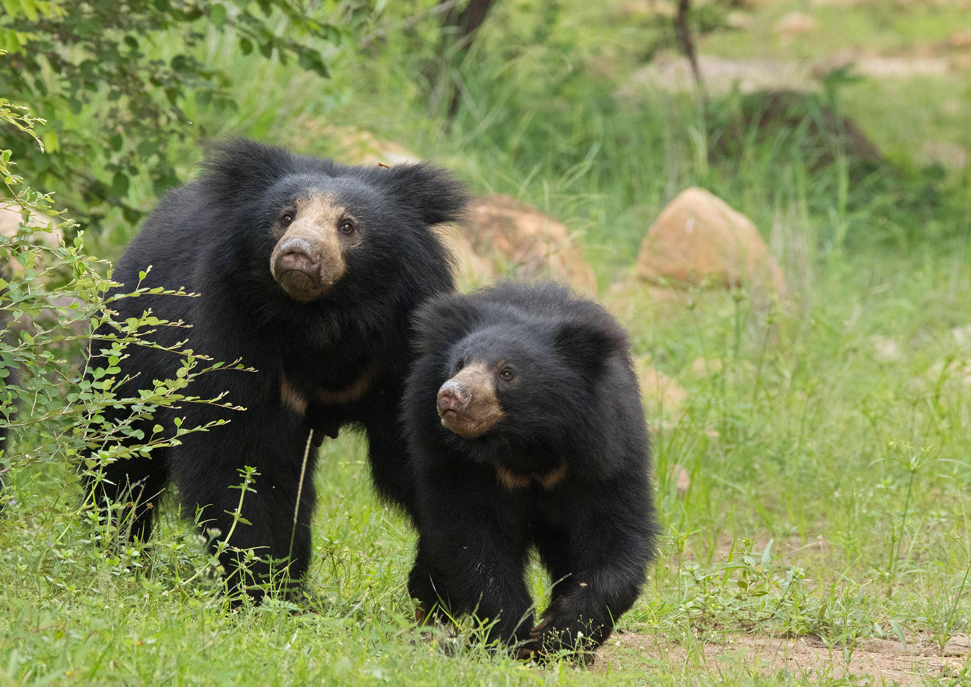 Sloth bear in Daroji Sloth Bear Sanctuary Hampi Karnataka