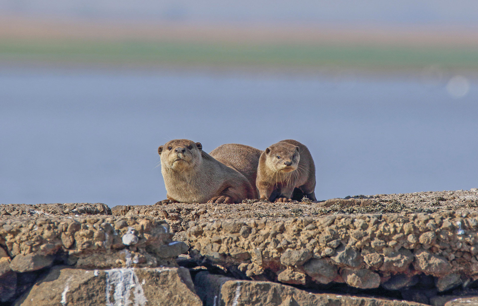 Smooth Coated Otter mother and pup in River Tungabhadra in Karnataka