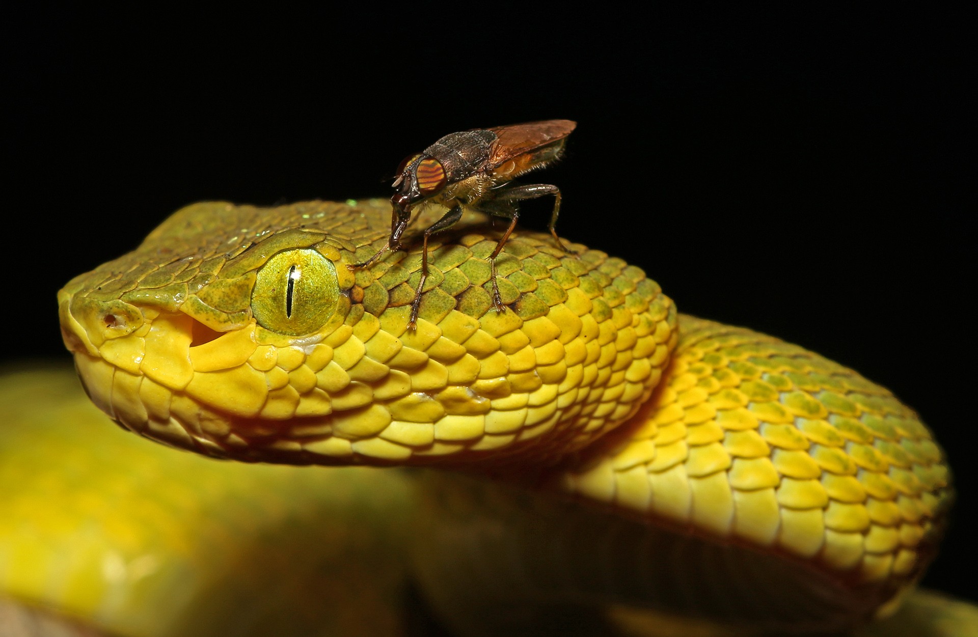 Vineet perla - Macro | Nature inFocus