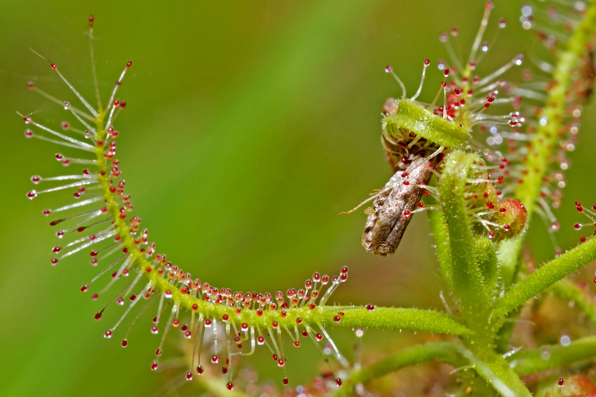 Viraj khorjuwekar - Macro | Nature inFocus