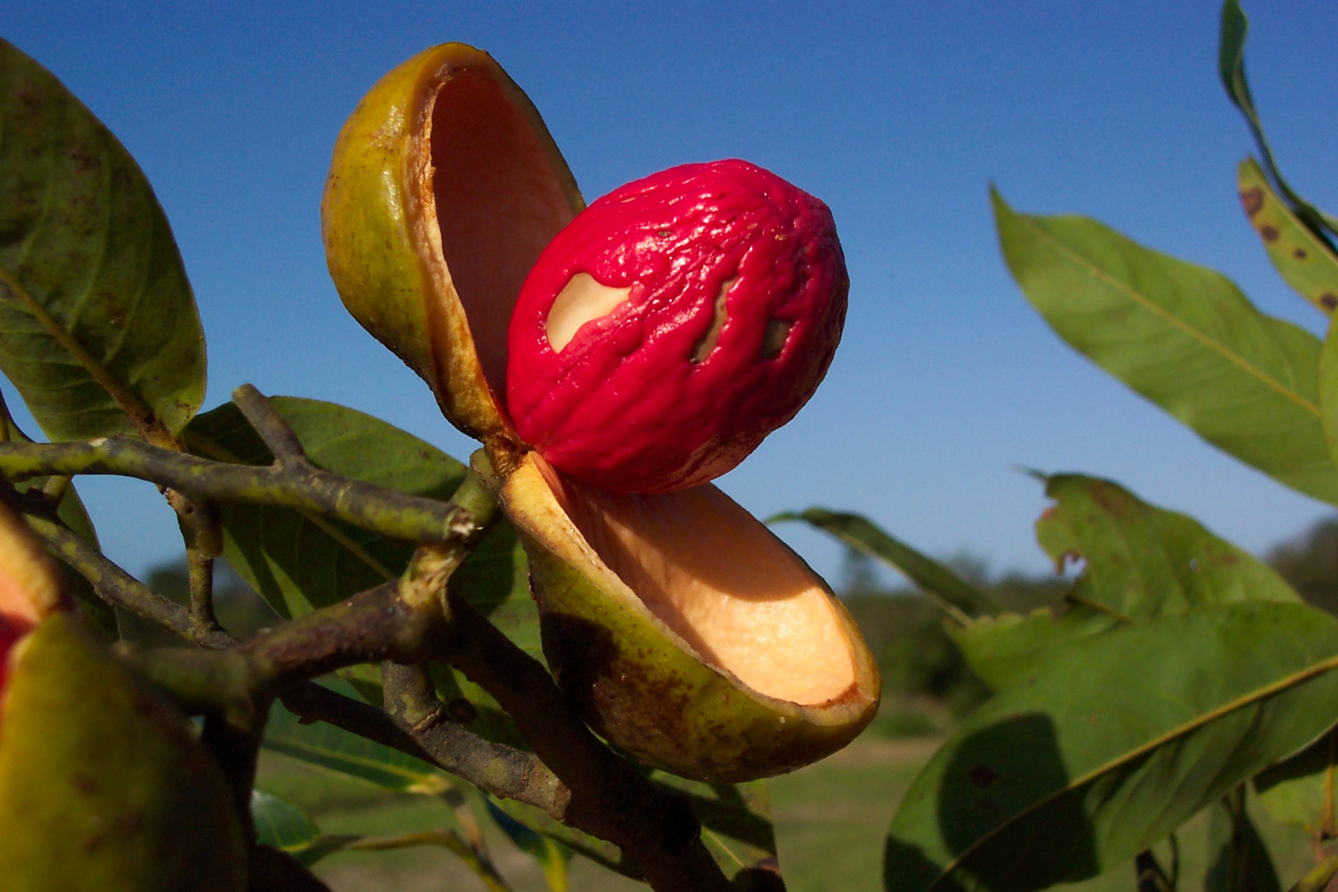 Virola gardneriana myristicaceae - Of Lost Forests And Fruits | Nature inFocus
