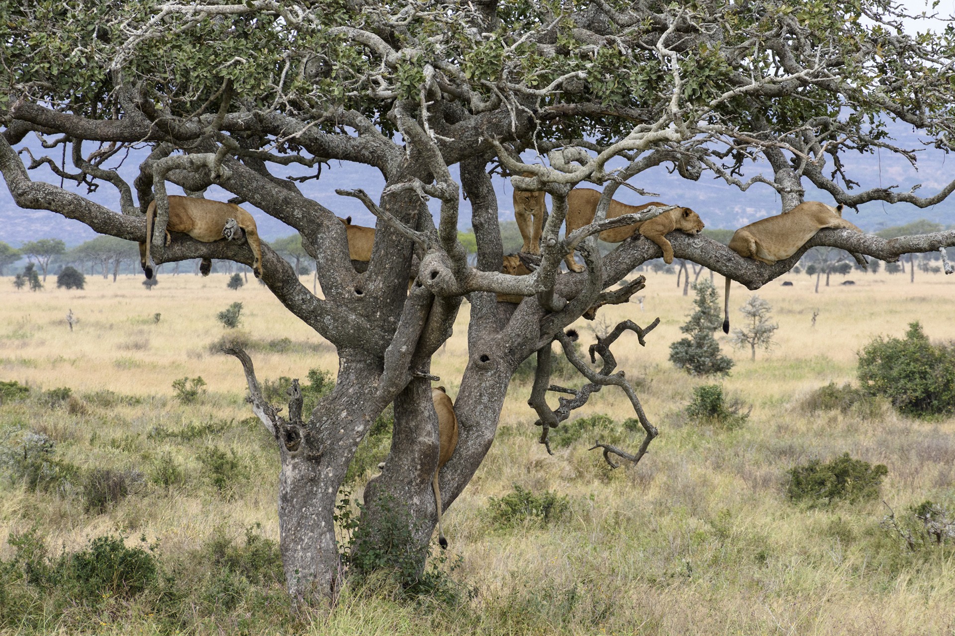 Vivek gandhi - Animal Collective | Nature inFocus