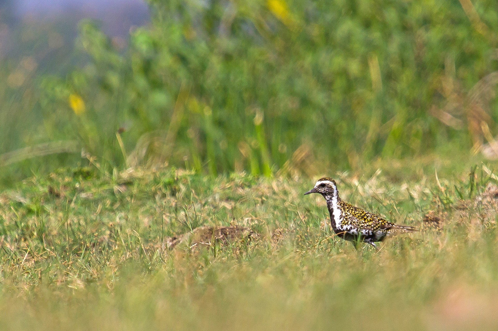 Pacific Golden Plover Pluvialis fulva