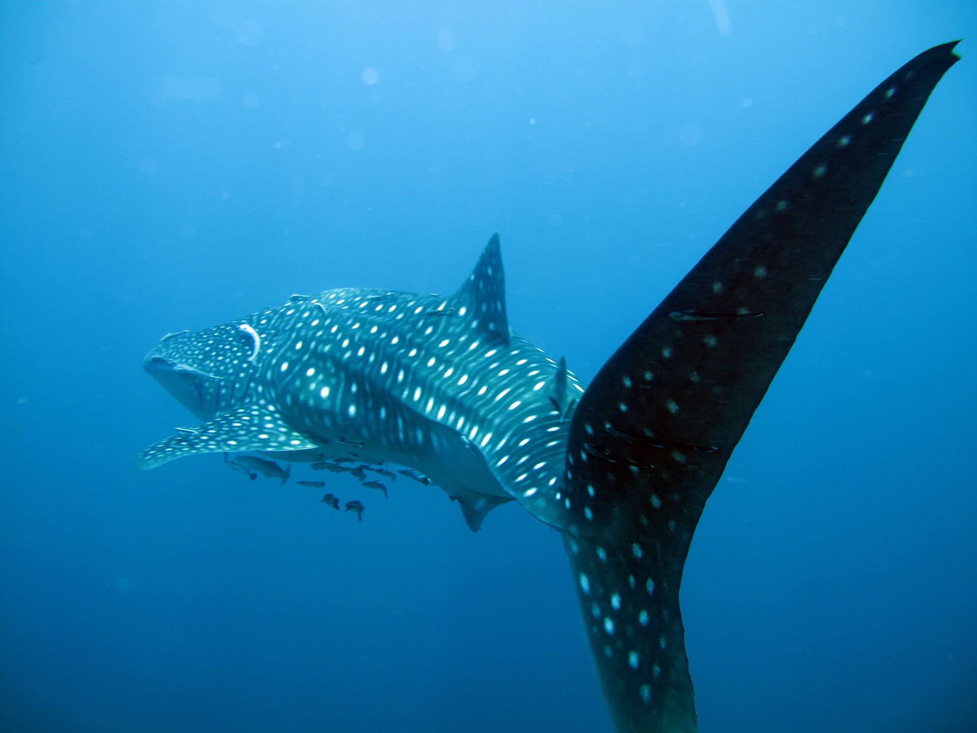 Whale shark by venkat charloo - Joining The Dots | Nature inFocus