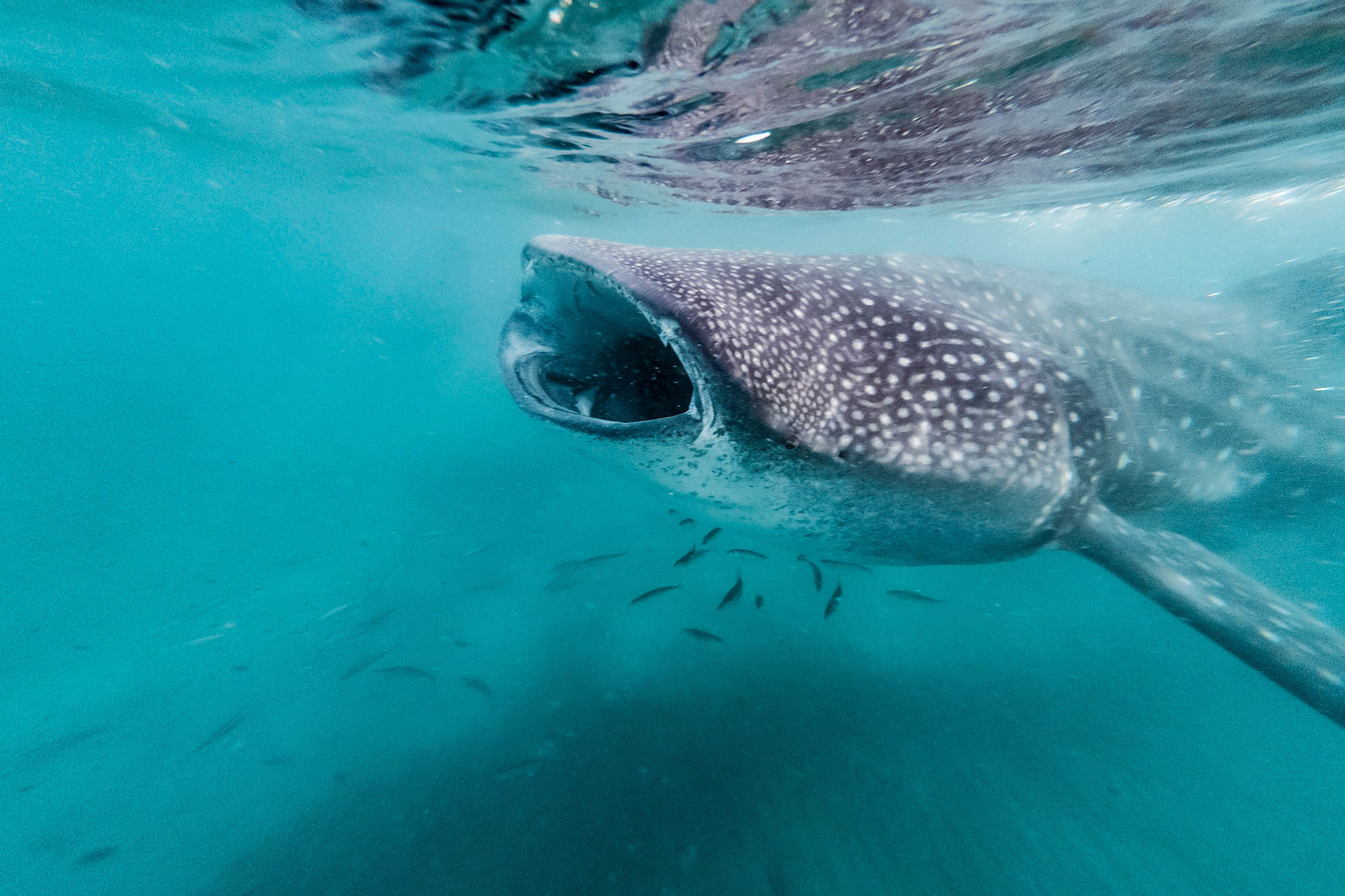 Whale Shark in La Paz Mexico