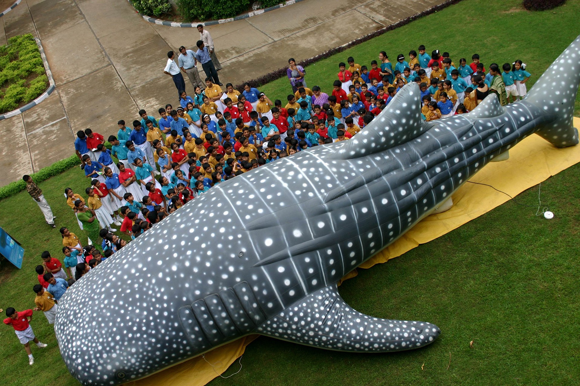 Whale shark inflatable by wti - Joining The Dots | Nature inFocus