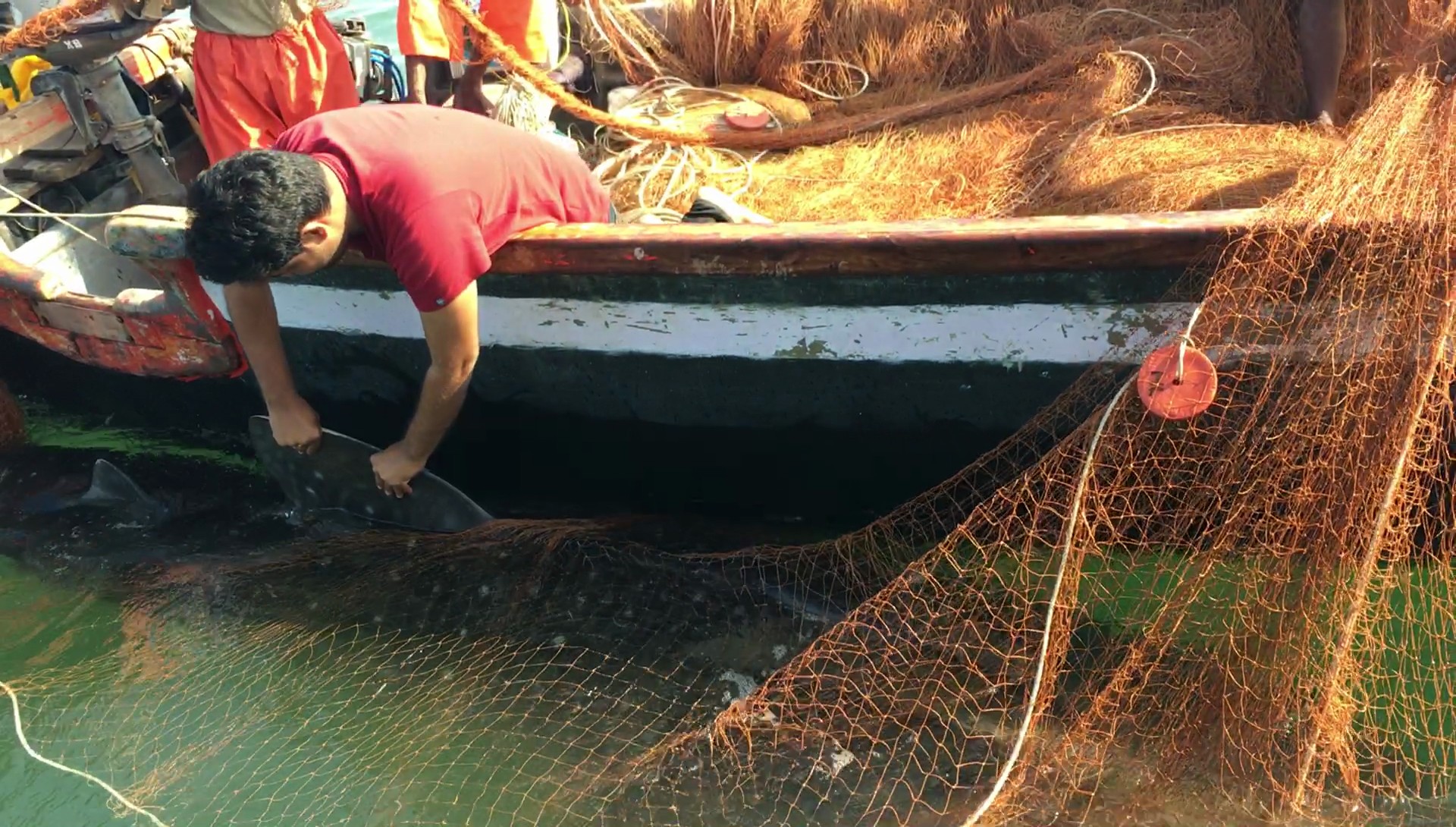 Whale shark satellite tagging - Joining The Dots | Nature inFocus