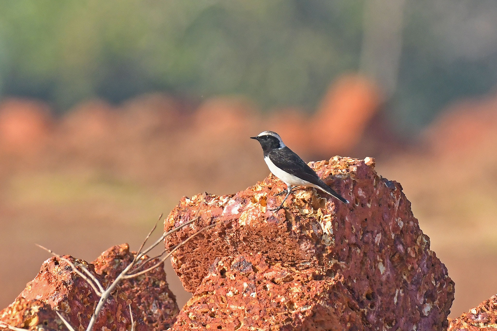 Pied Wheatear migratory bird seen in Karnataka