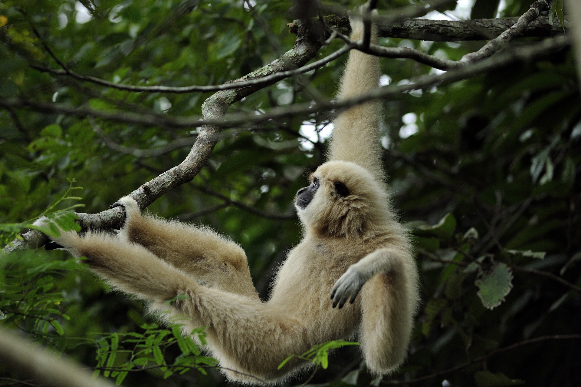White handed gibbon - The Unequal Contribution Of Seed-Dispersing Animals | Nature inFocus