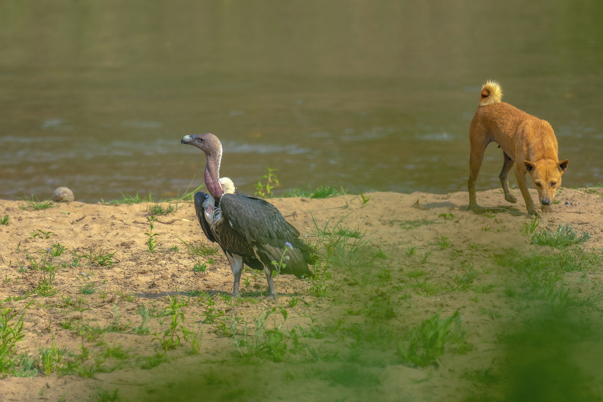      White rumped vulture Feral dog Anindita Datta Muhuri  | Nature Infocus