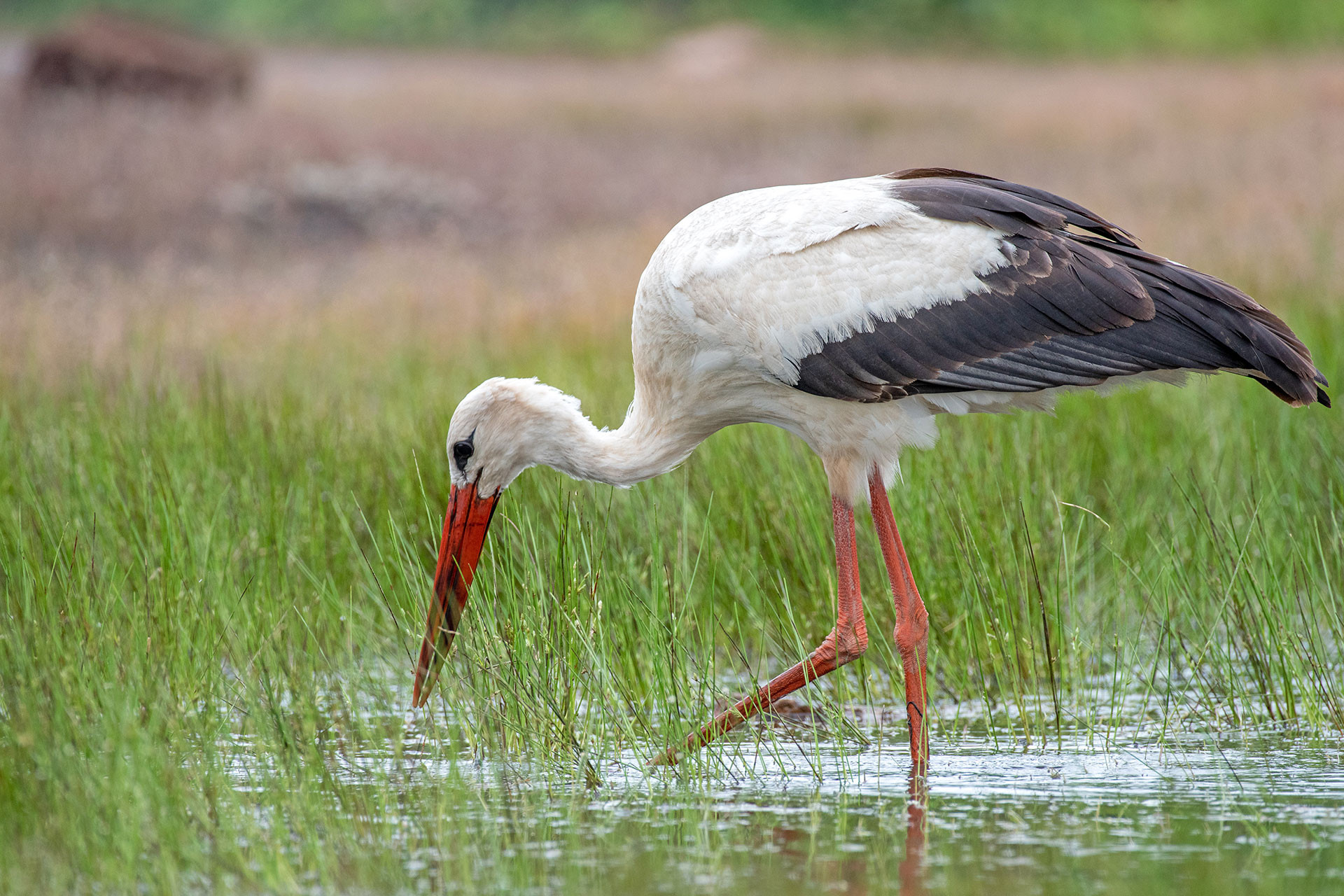 White Stork Rare migratory bird in a lateritic plateau wetland