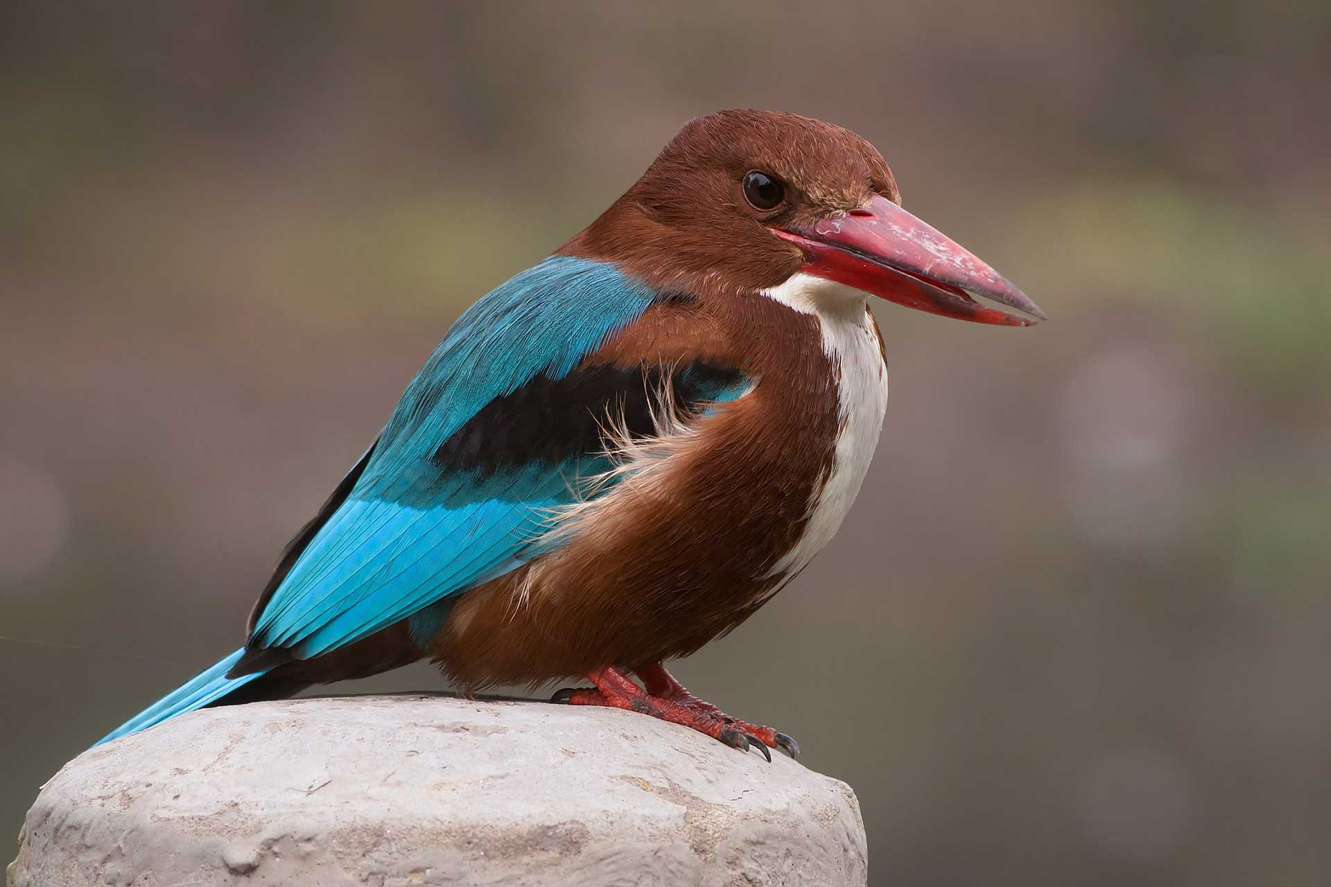 White throated Kingfisher in Ludhiana | Nature Infocus