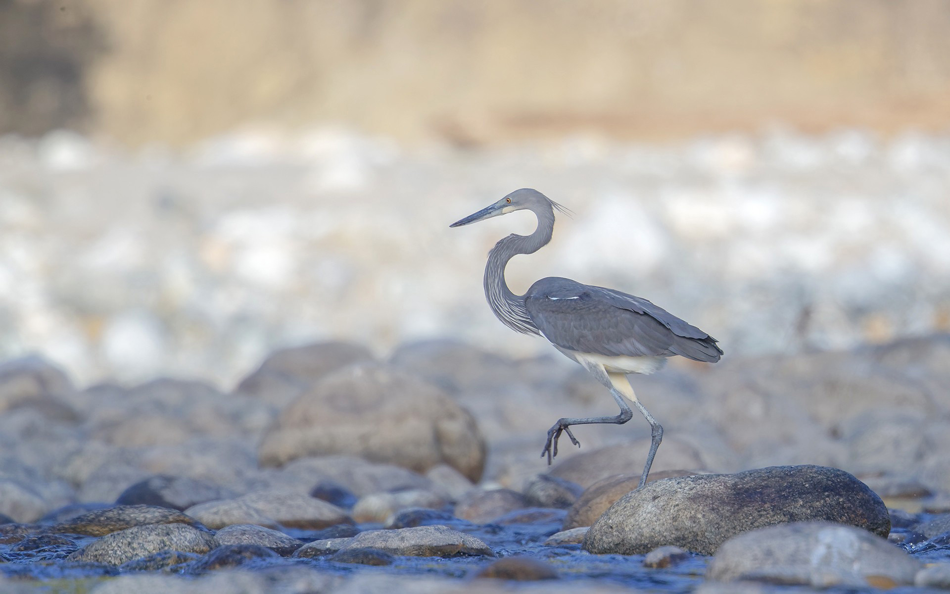 Critically endangered and rare white bellied heron or imperial heron near Pakke river