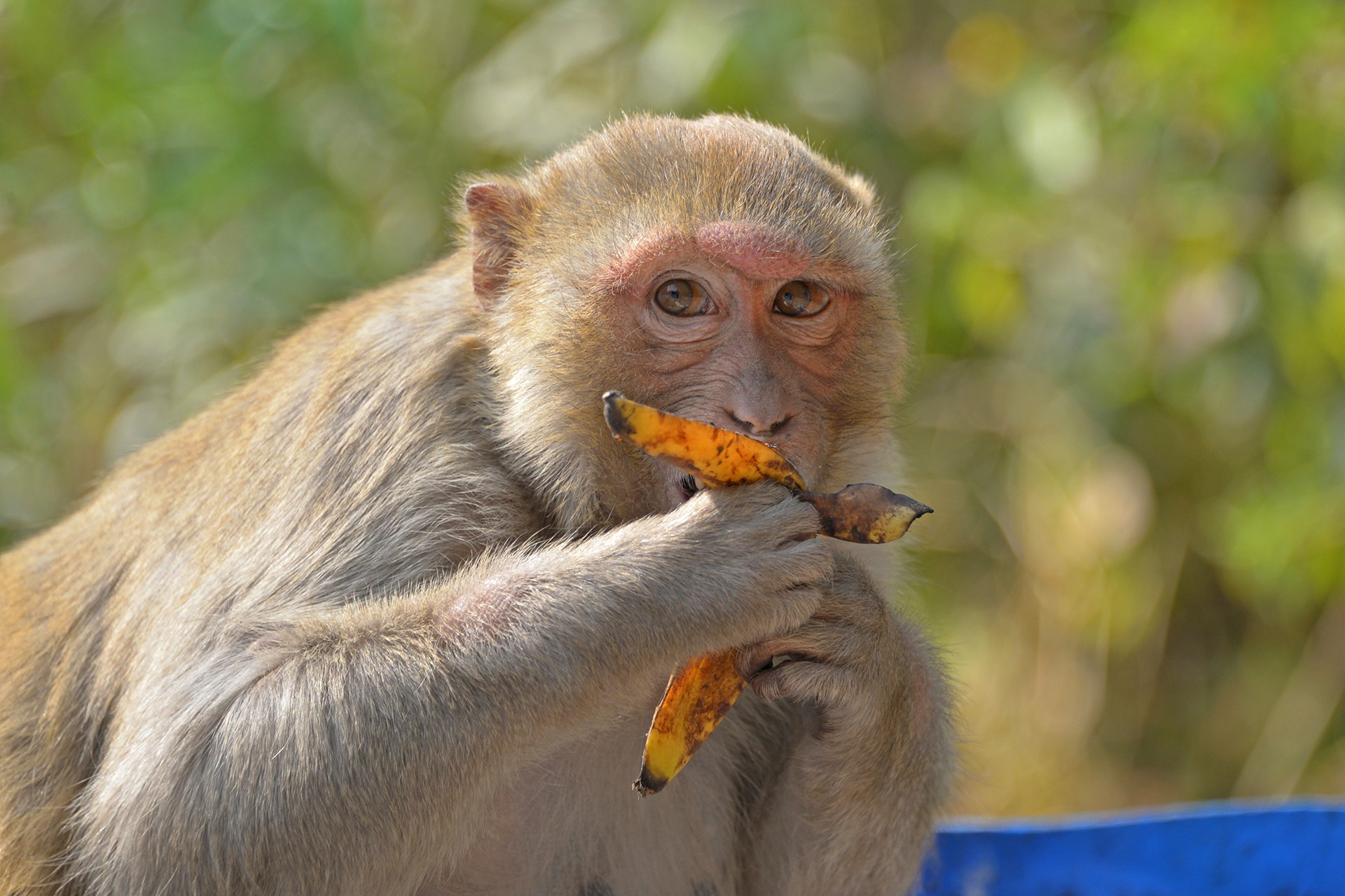 Wikicommons rhesus macaque in ranakpur - What Monkeys Eat Matters To Our Forests | Nature inFocus