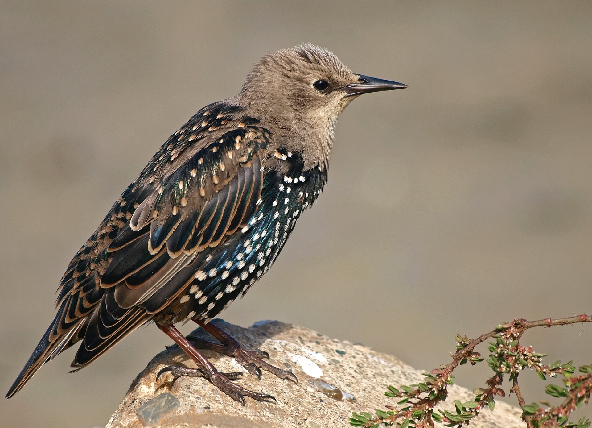 Common Starling Sturnus vulgaris