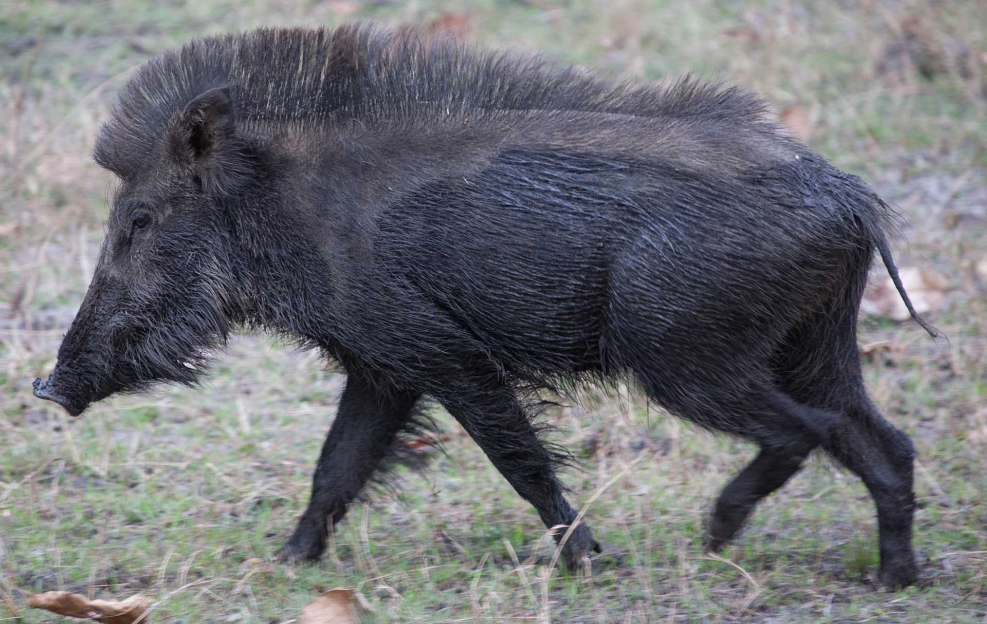 Indian Wild Boar in Bandhavgarh National Park