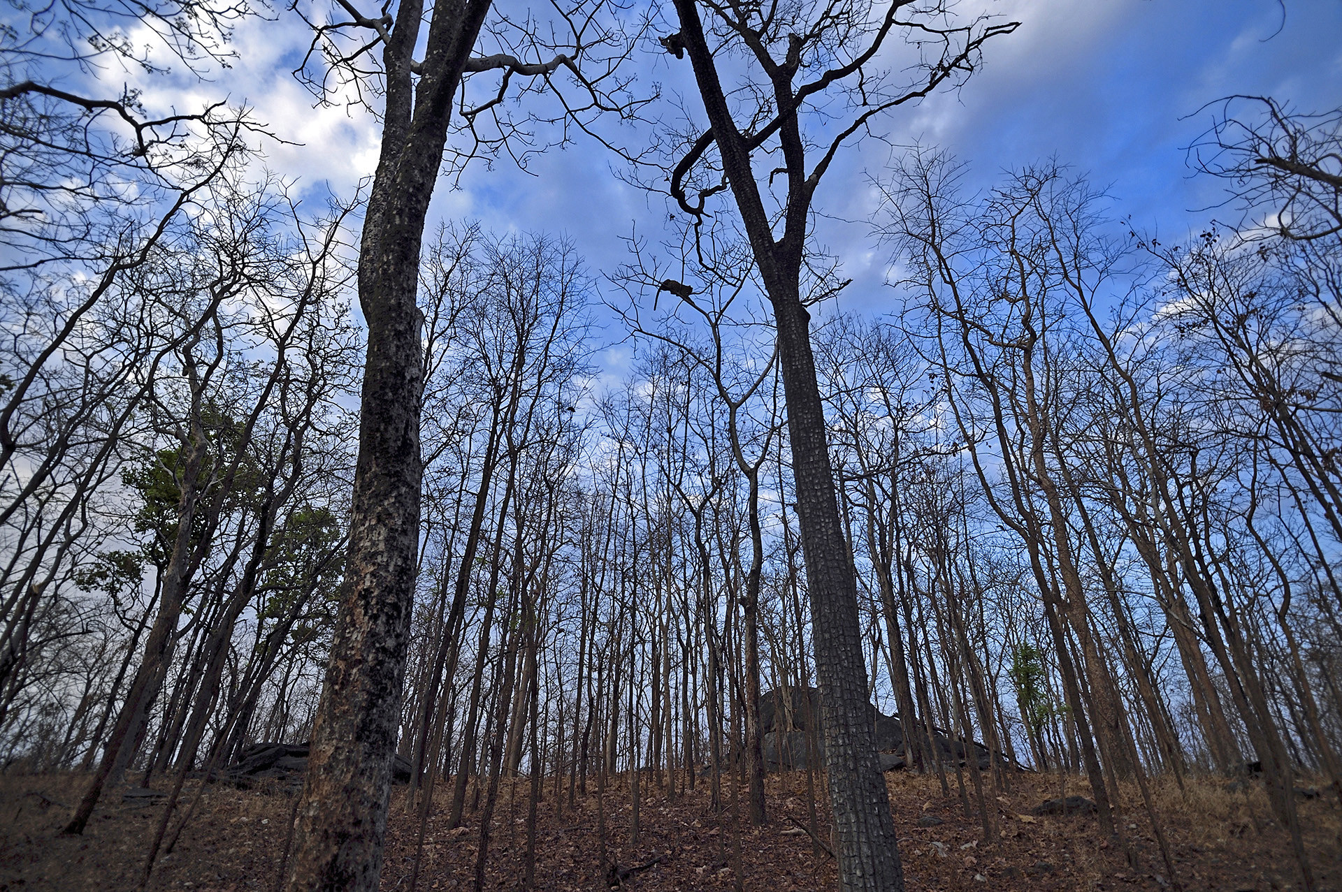 Wilddog leopard dsc - Snapshots From Pench | Nature inFocus